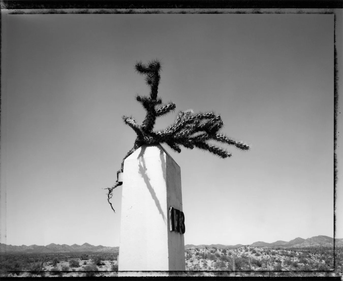  Cactus on Road Marker 