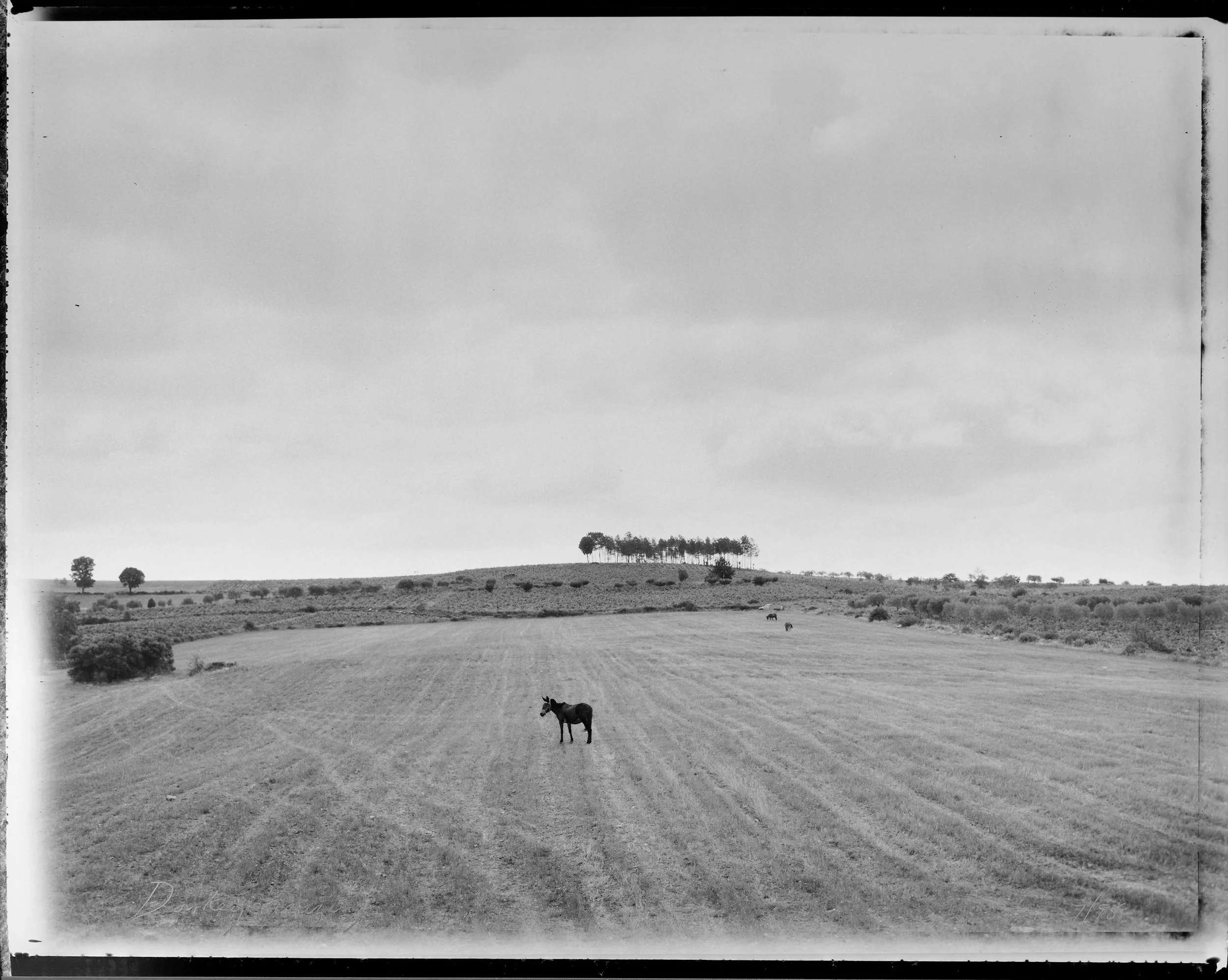 Donkey grazing road to Miranda 7/95