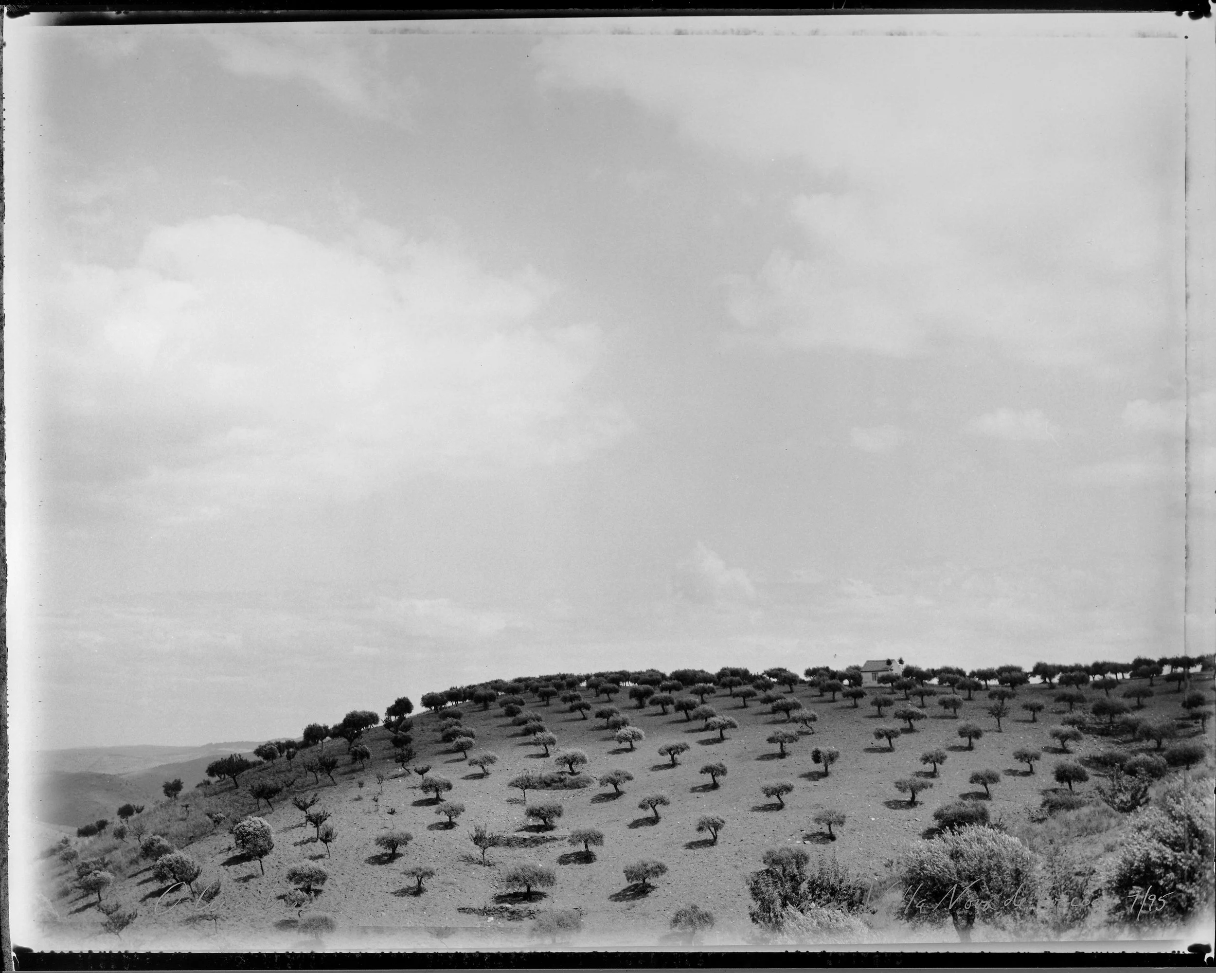 Olive trees near Villa Nova de Foscoa 7/95