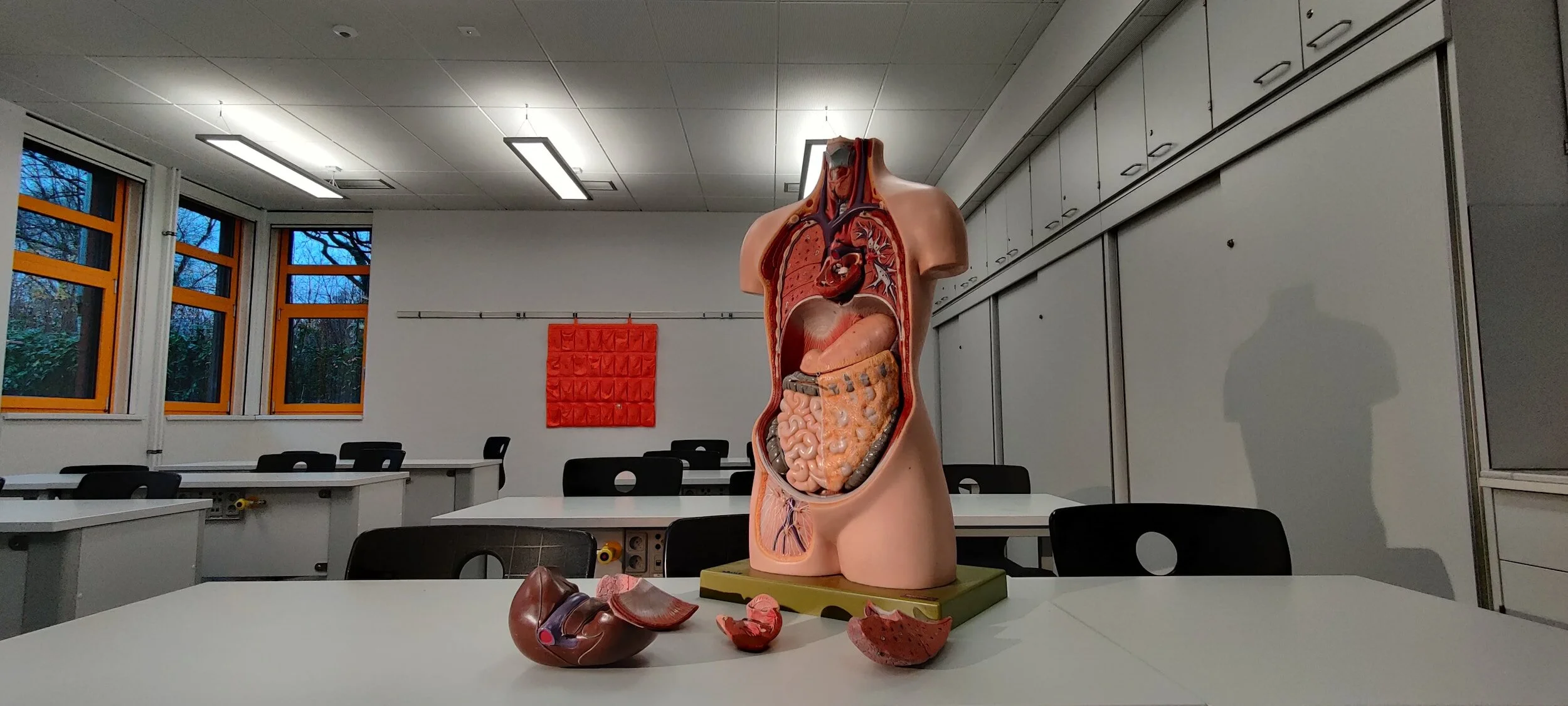 Listen to Your Gut: The GastroIntestinal Tract