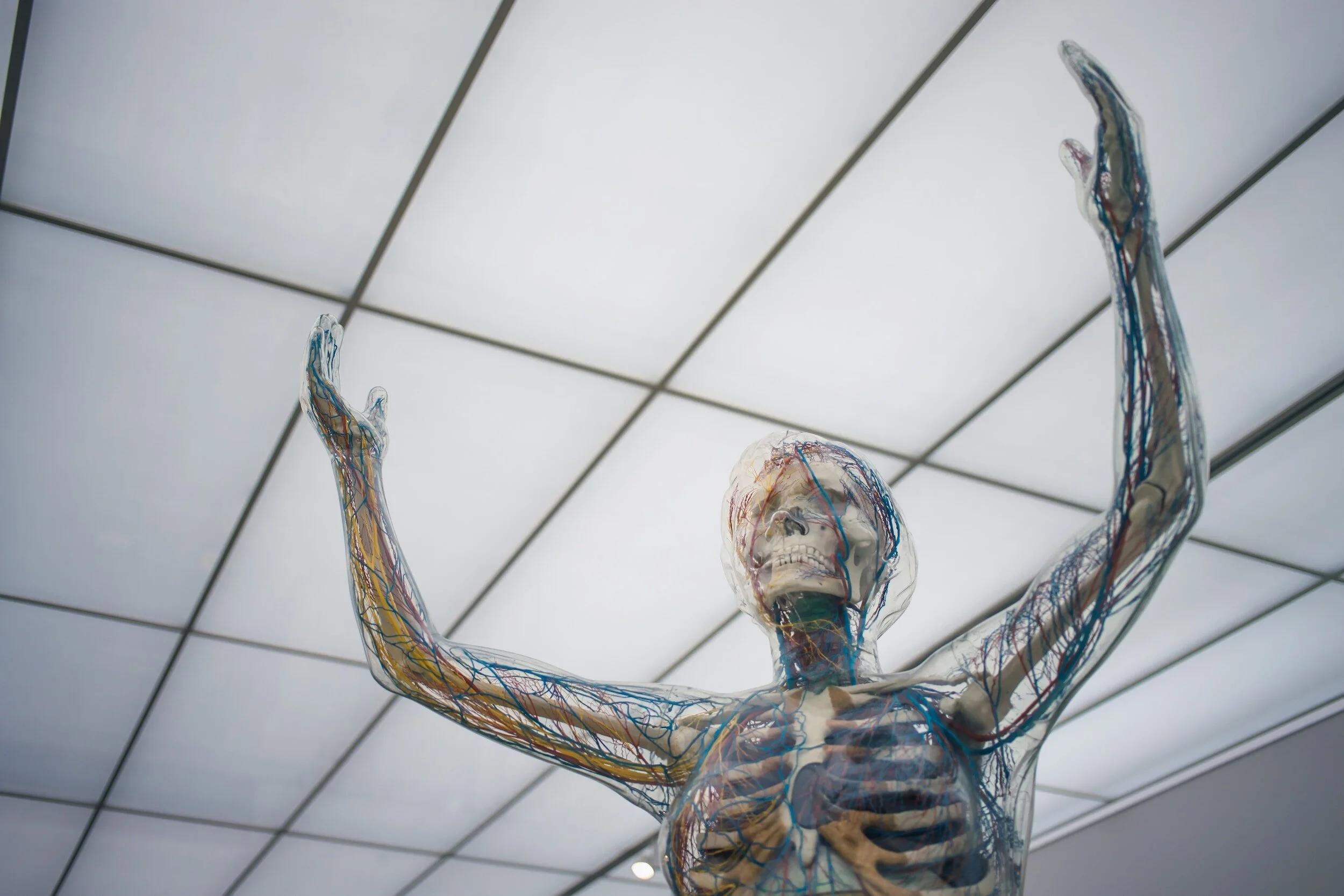 The Respiratory System