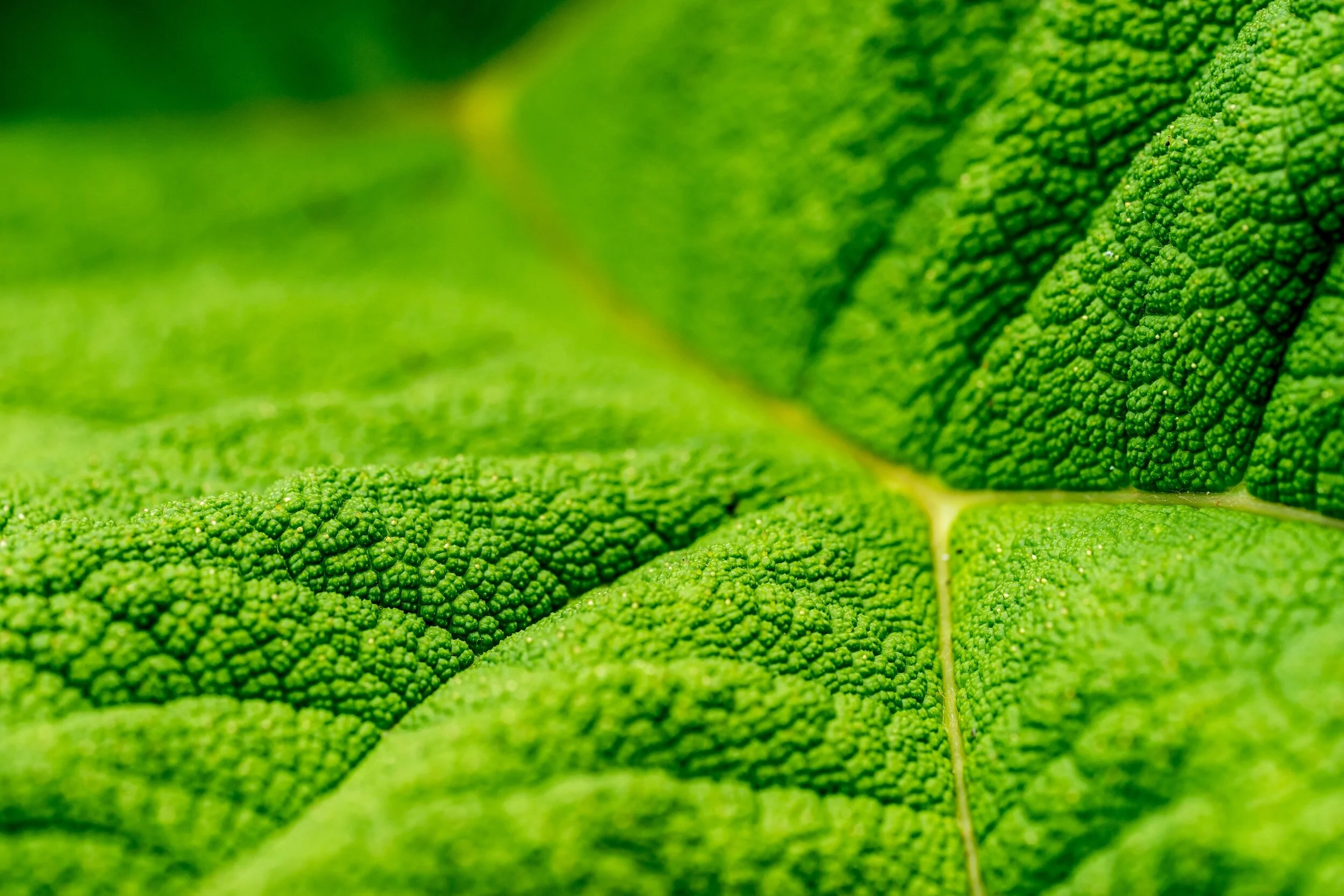 Photosynthesis: A Deceptively Complex Process