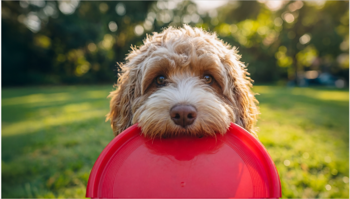 Close-up of a fluffy brown and white dog holding a red frisbee in its mouth outdoors in a grassy park at sunset.