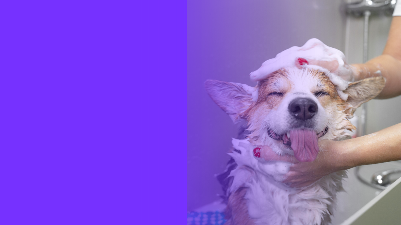 Snout Studios Dog Grooming Suites for Lease