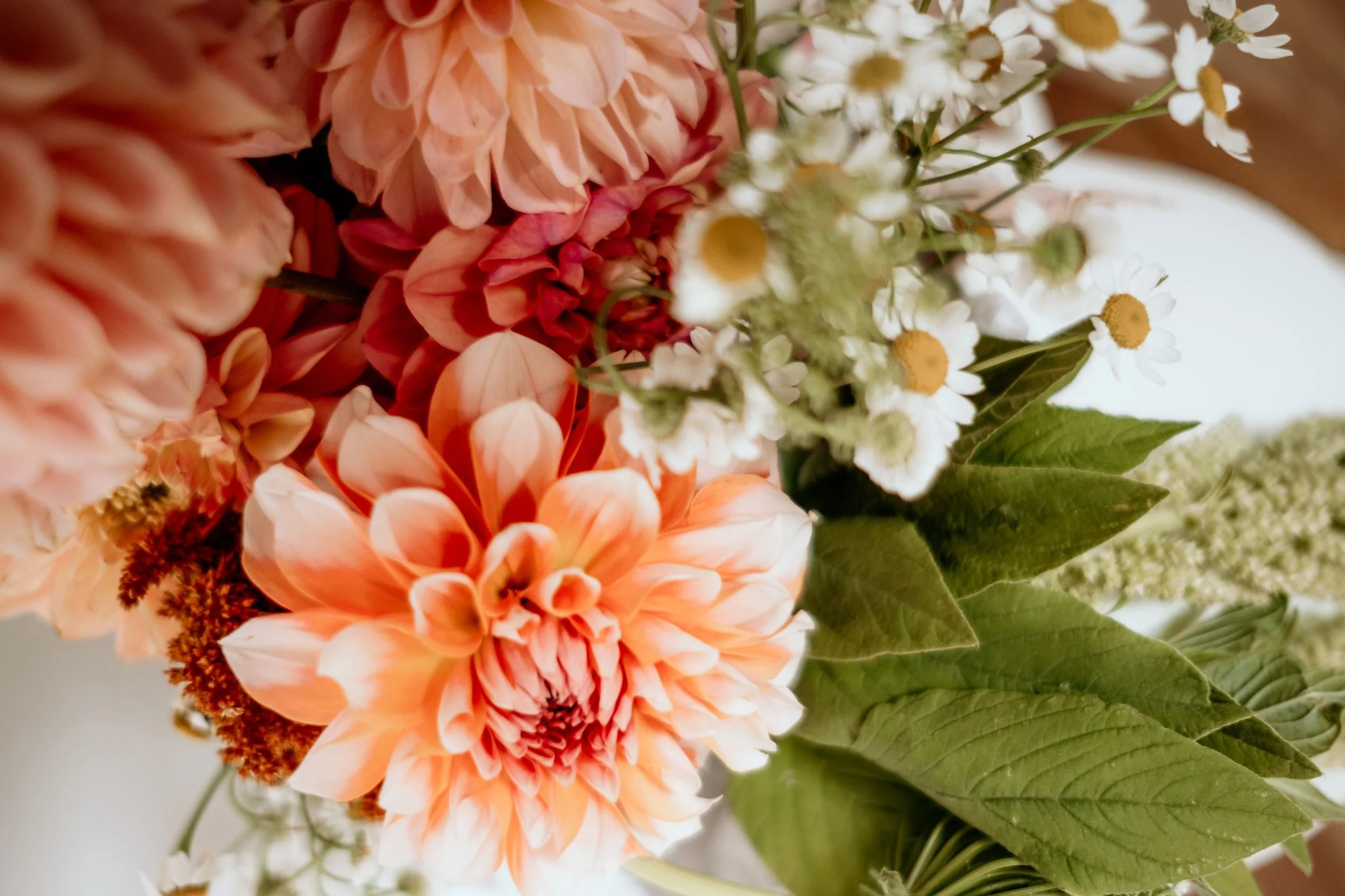 Twyllo-flower-farm-dahlias-closeup-events.jpg