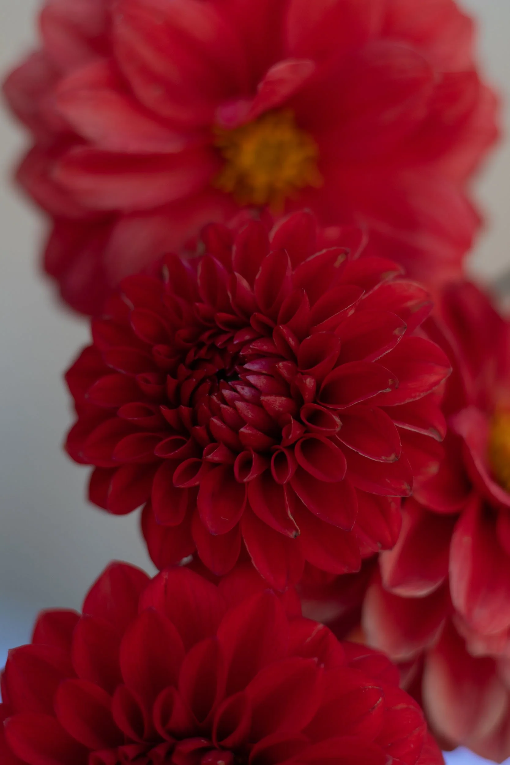 Florelie Neon-2.jpg