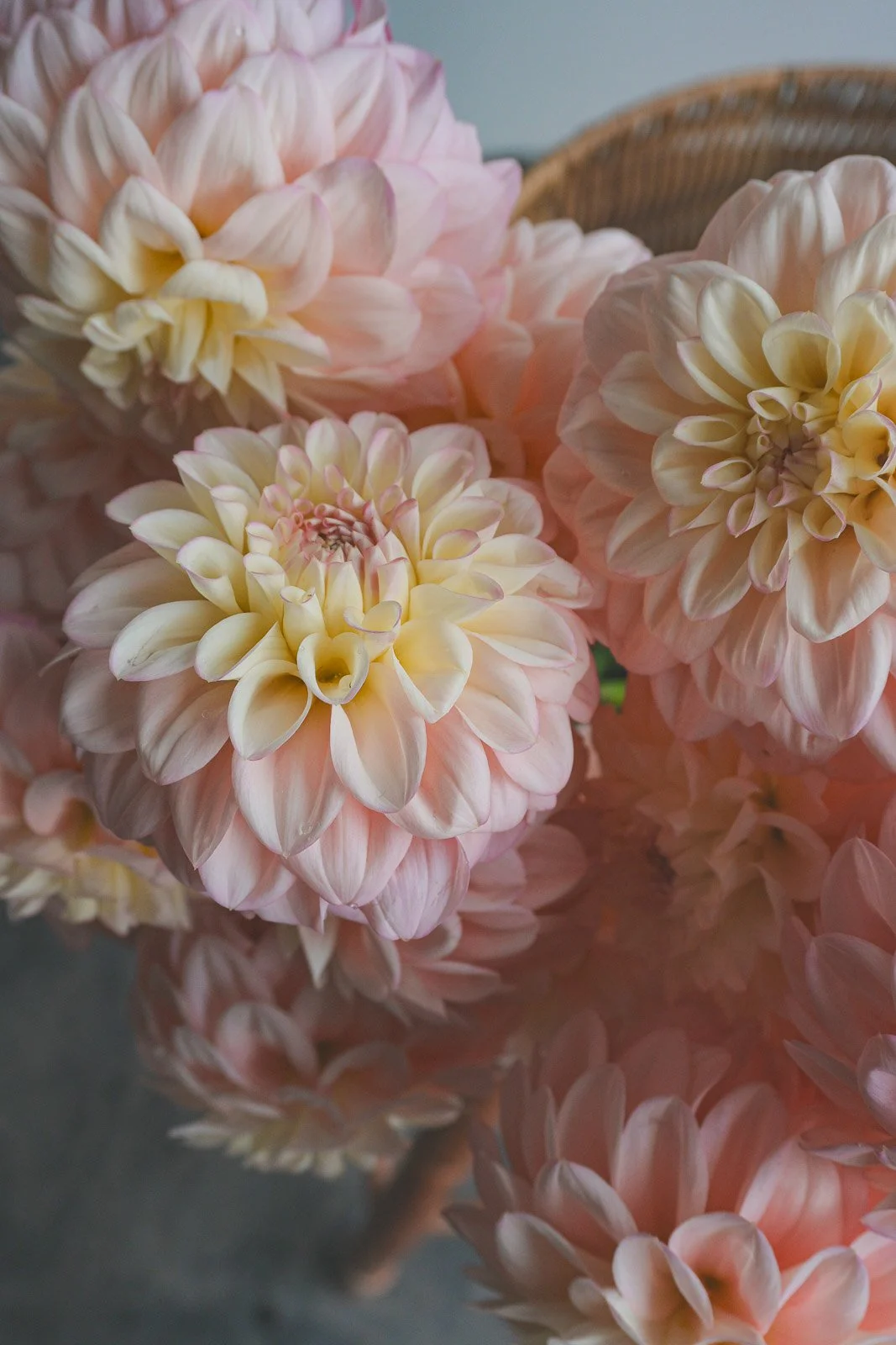 Florelie-Pirouette-dahlia-tuber-3.jpg