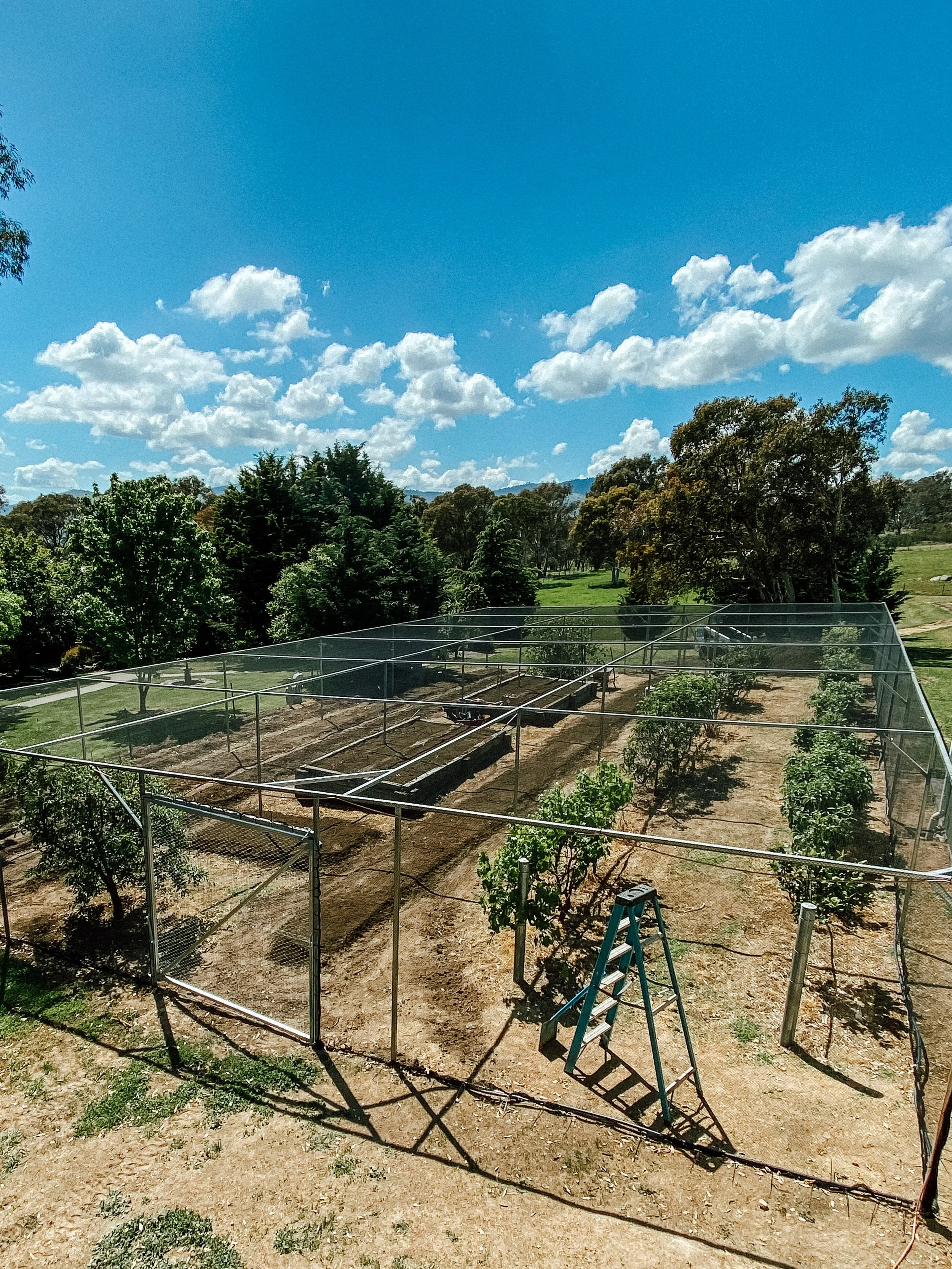 Garden enclosed by a wire fence with rows of plants, a ladder inside, and trees in the background under a blue sky with clouds.