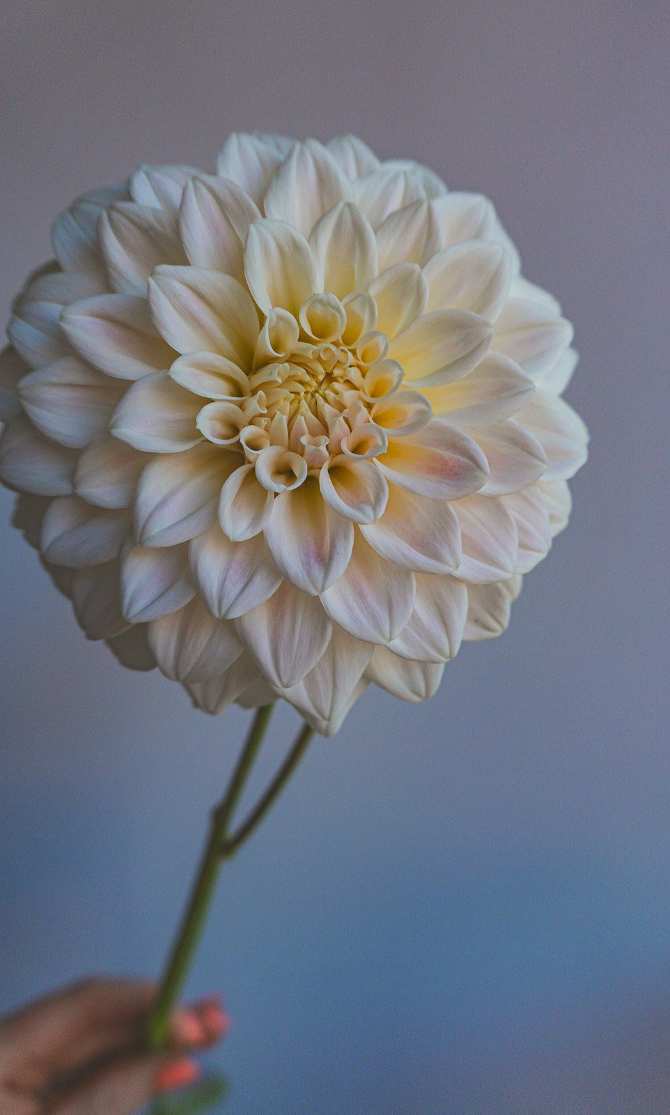 Coconut-ice-dahlia-tuber.jpg