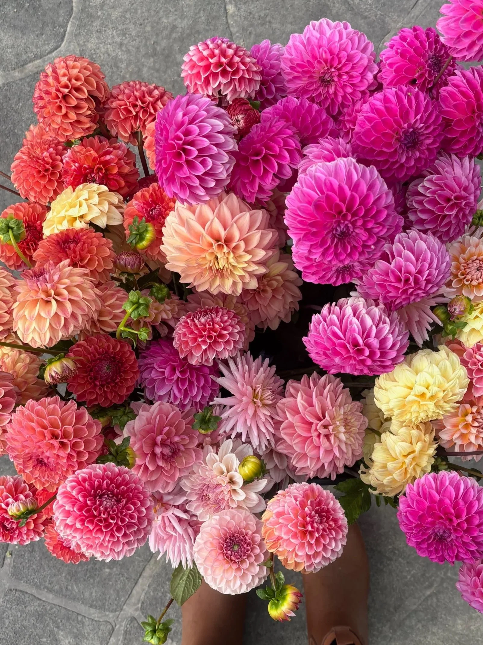 Twyllo-flower-farm-mixed-dahlia-bucket.jpg (Copy)