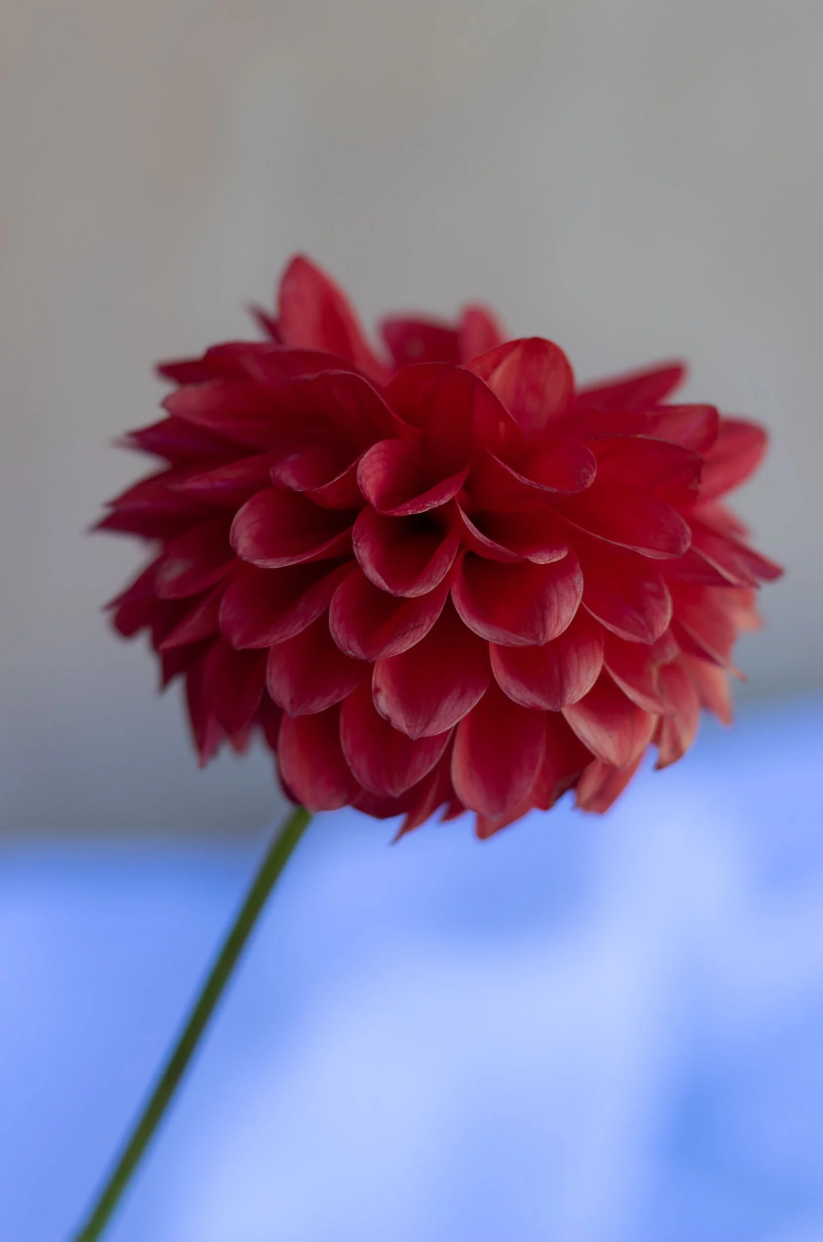 Florelie Neon-4.jpg