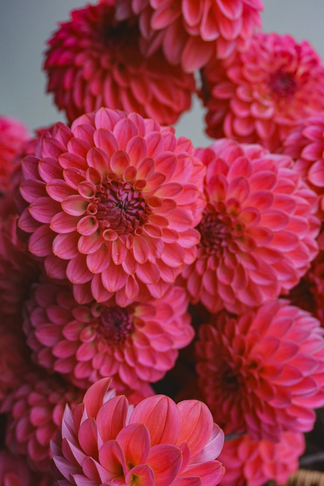 Florelie Joy