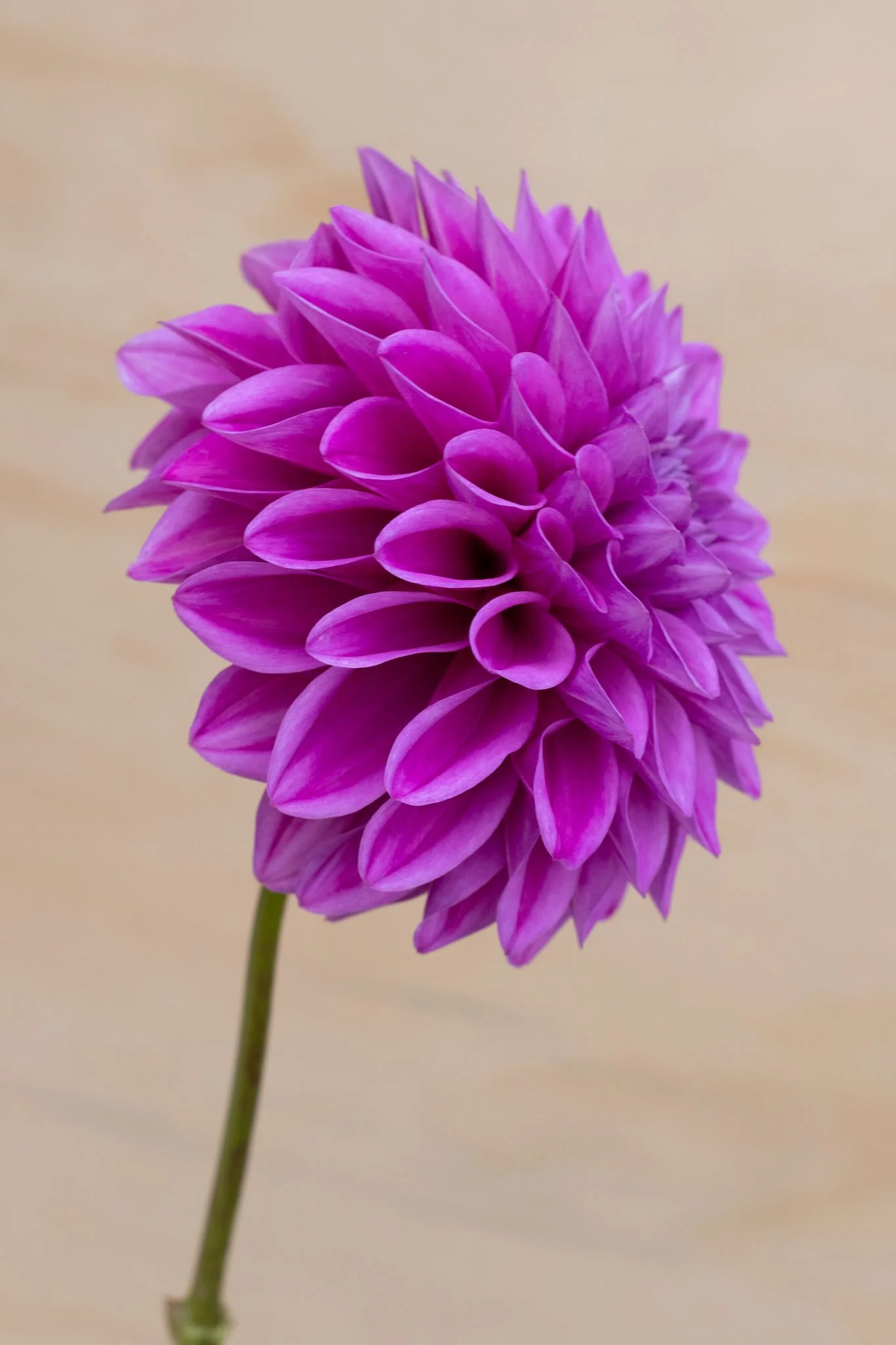 Florelie Jeanette - Side.jpg