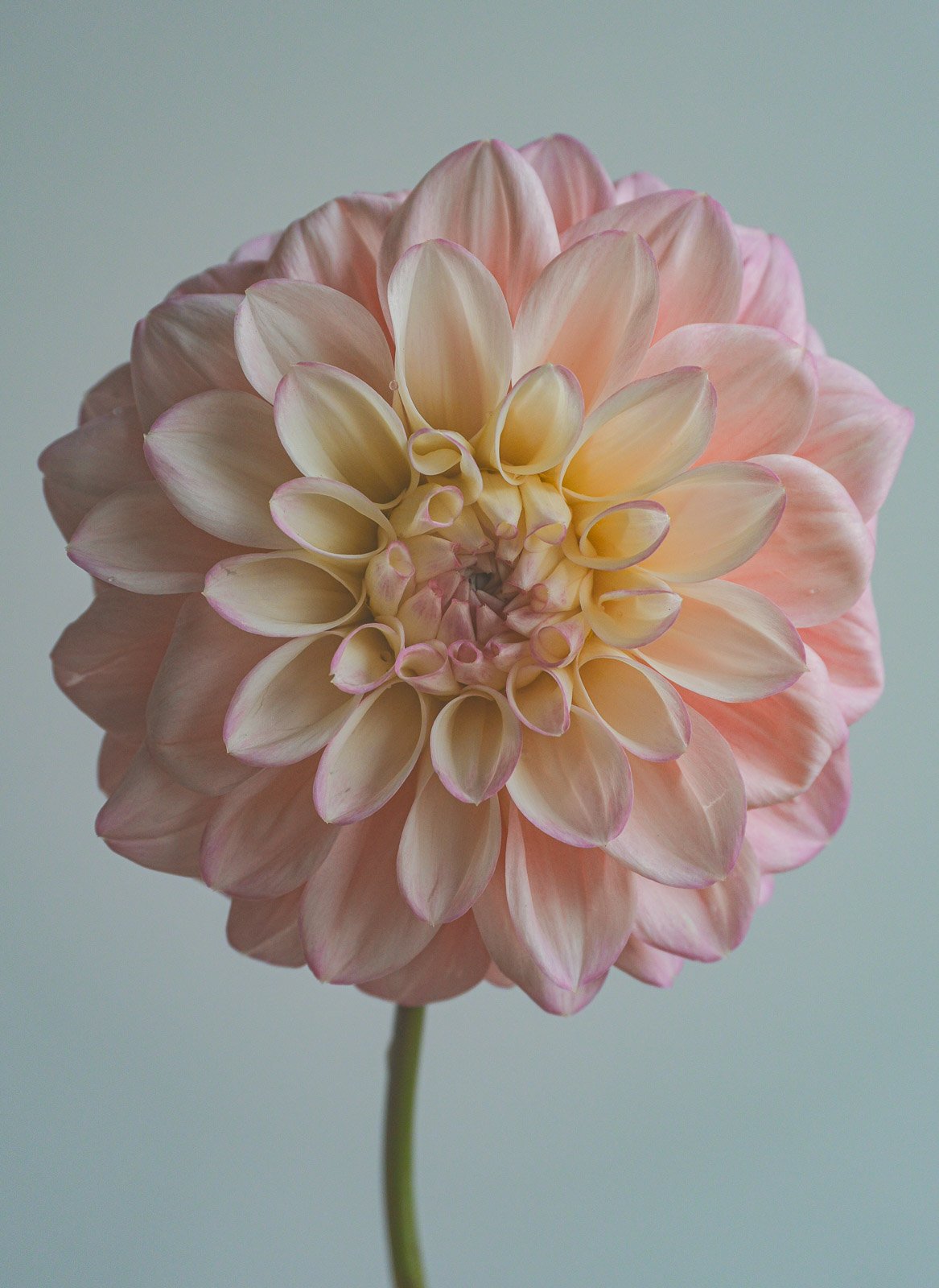 Florelie-Pirouette-dahlia-tuber-7.jpg