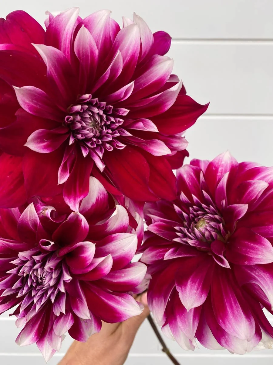 Burgundy and white Helena dahlia in full bloom on our canberra flower farm. Available as dahlia tubers in our annual sale.