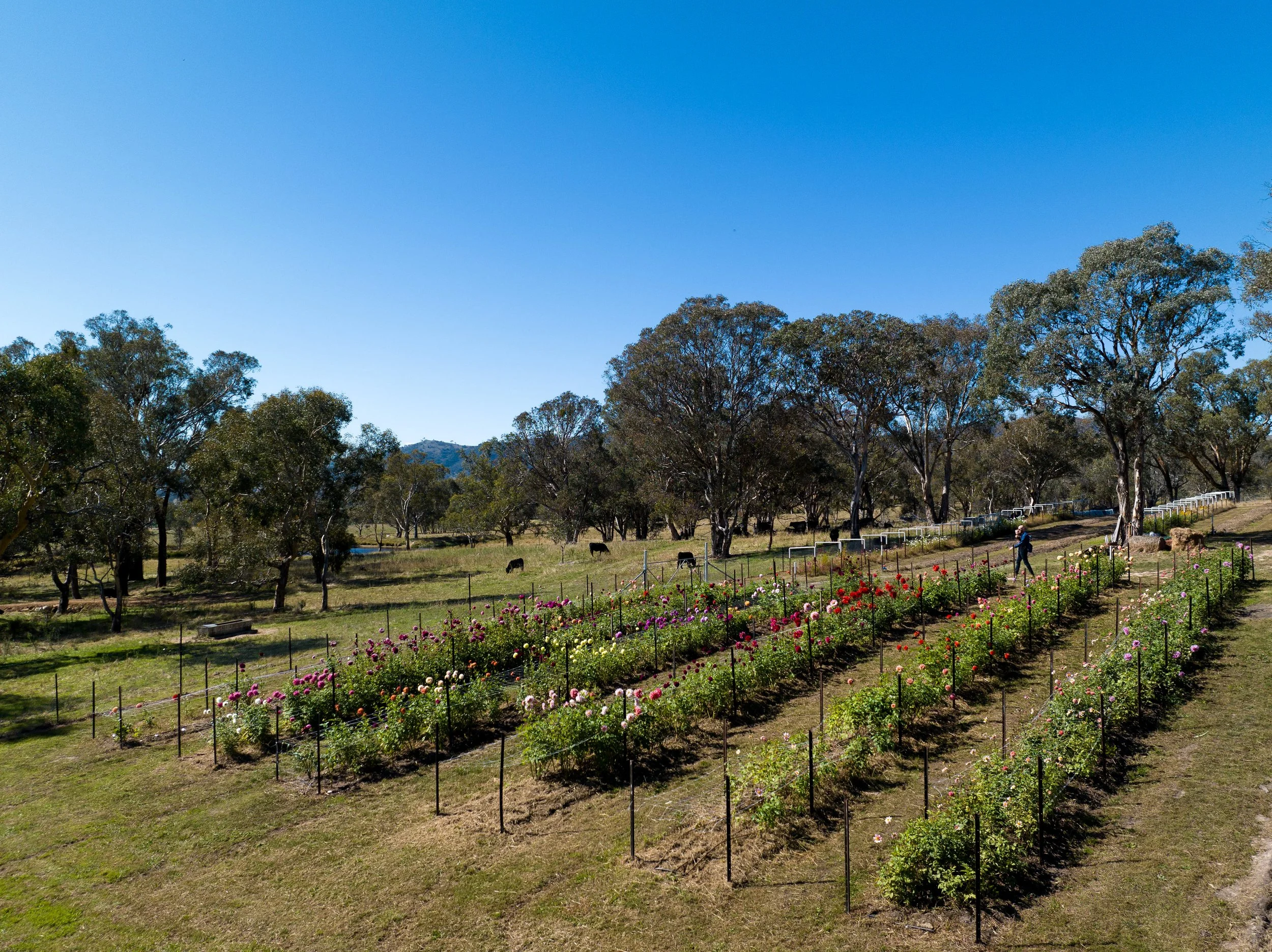 Field with rows of blooming flowers, surrounded by trees and a clear blue sky, with a person walking nearby and cattle grazing in the background.