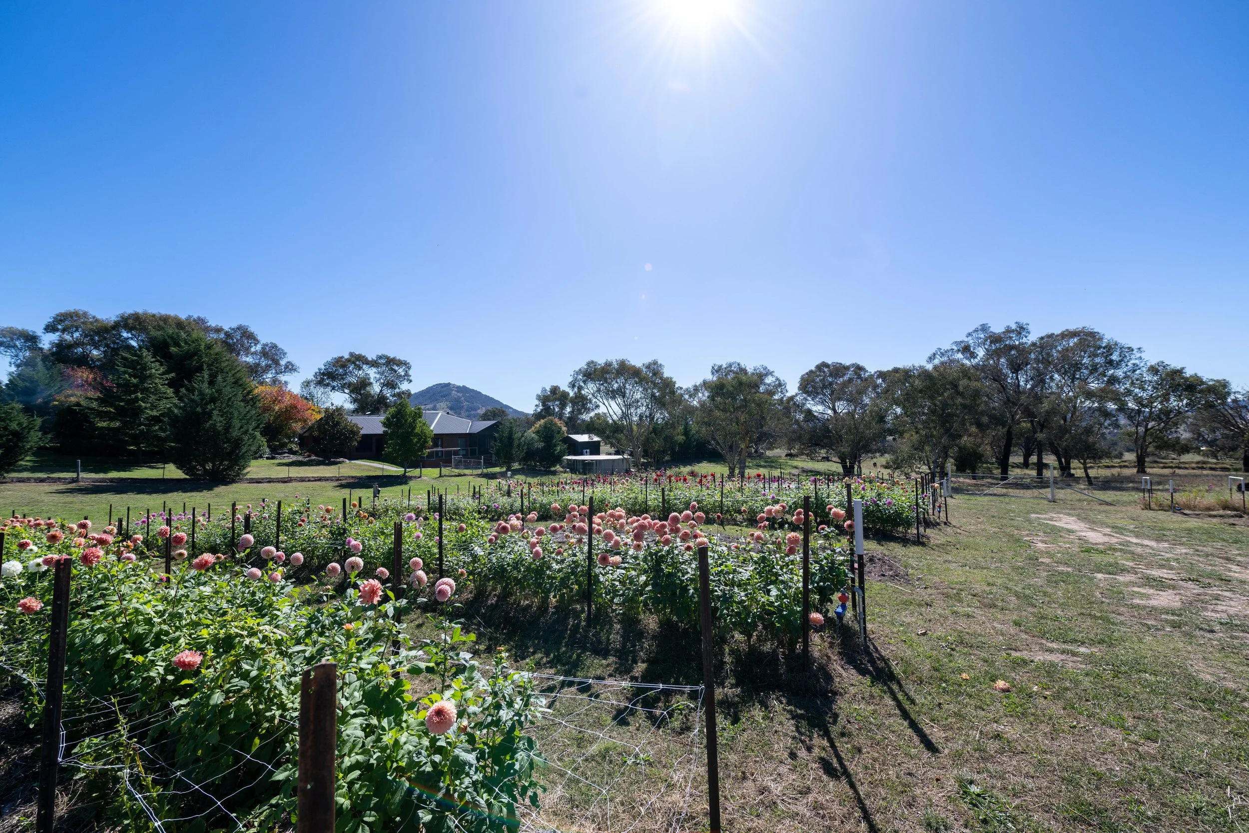 Flower field with pink dahlias under a clear blue sky, surrounded by trees and a distant house.
