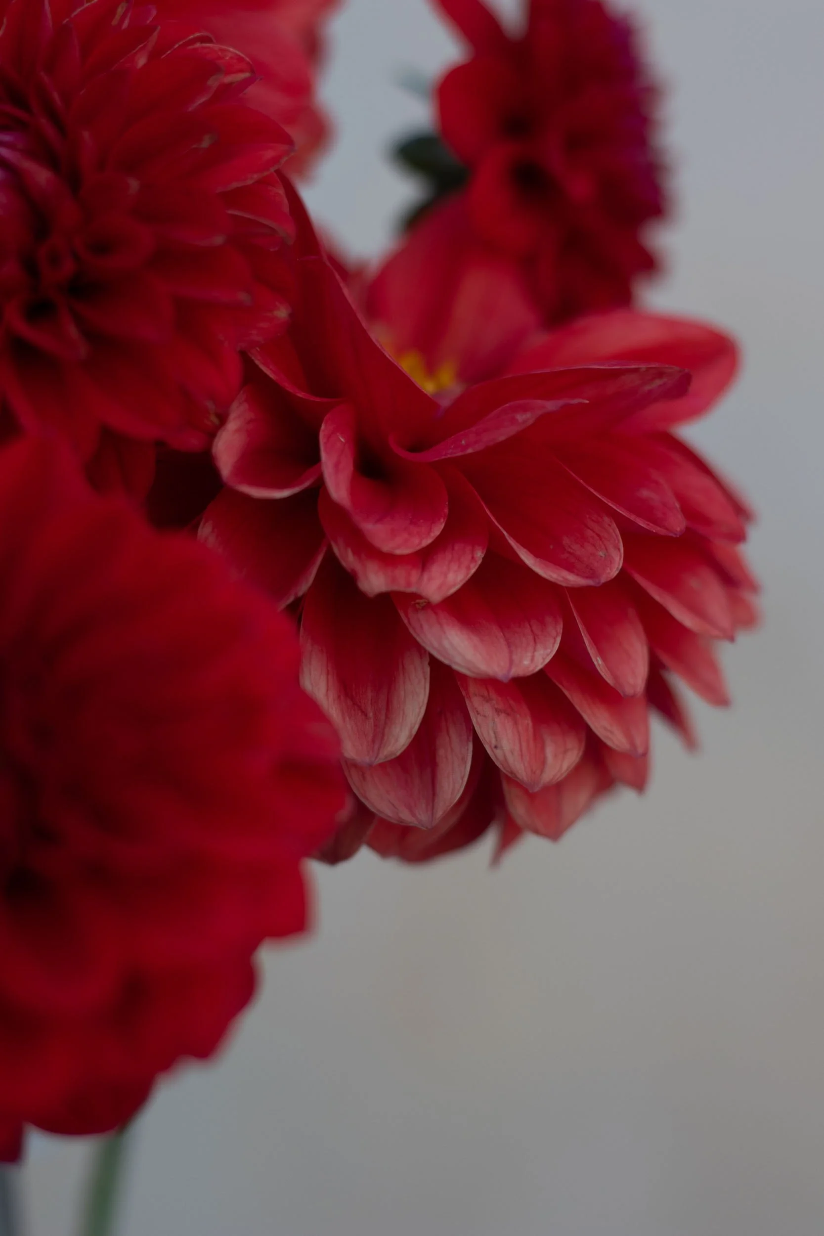 Florelie Neon-1.jpg
