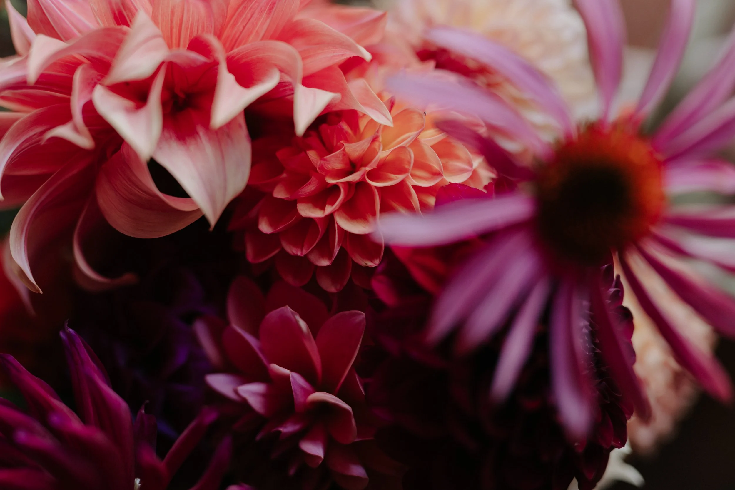 Twyllo-flower-farm-event-main-banner-dahlias-weddings.jpg