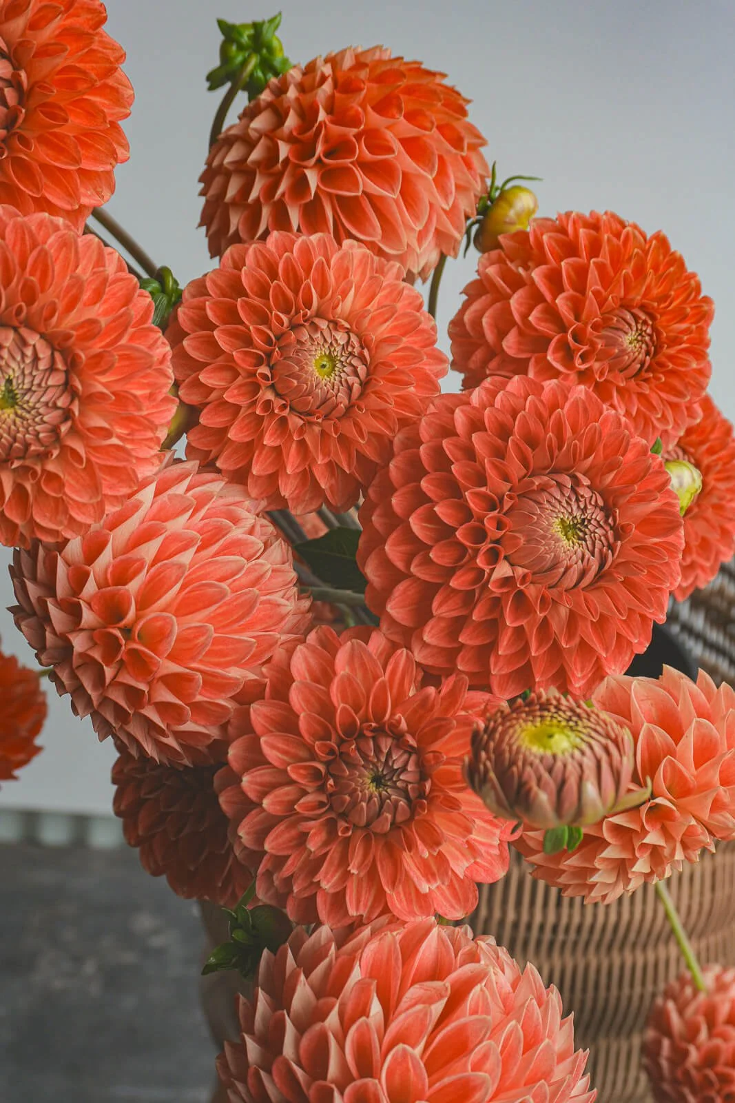 Christie-Merlot-Dahlia-Tuber.jpg