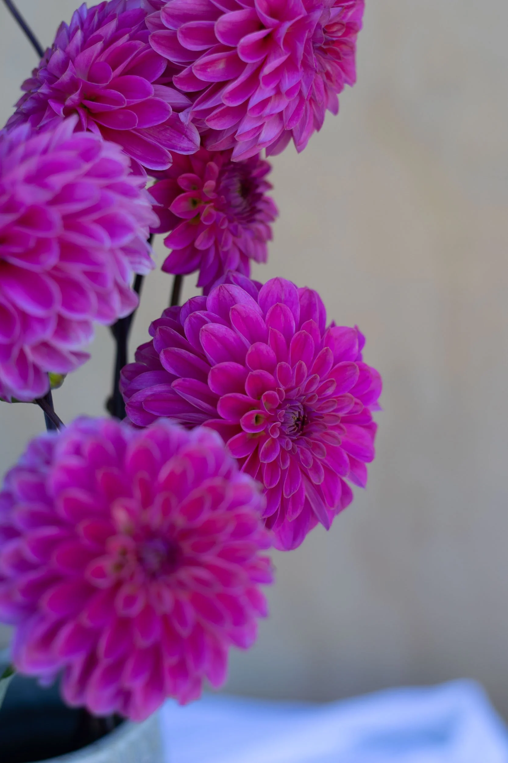 Florelie Joy-3.jpg