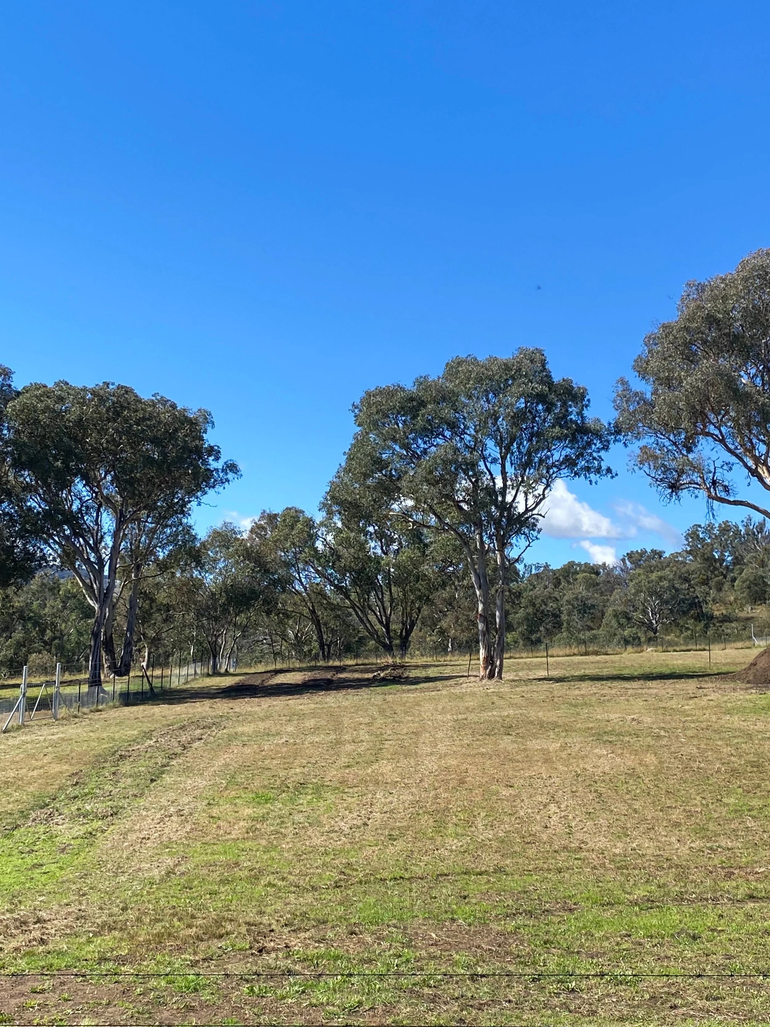 Open grassy field with trees and a clear blue sky
