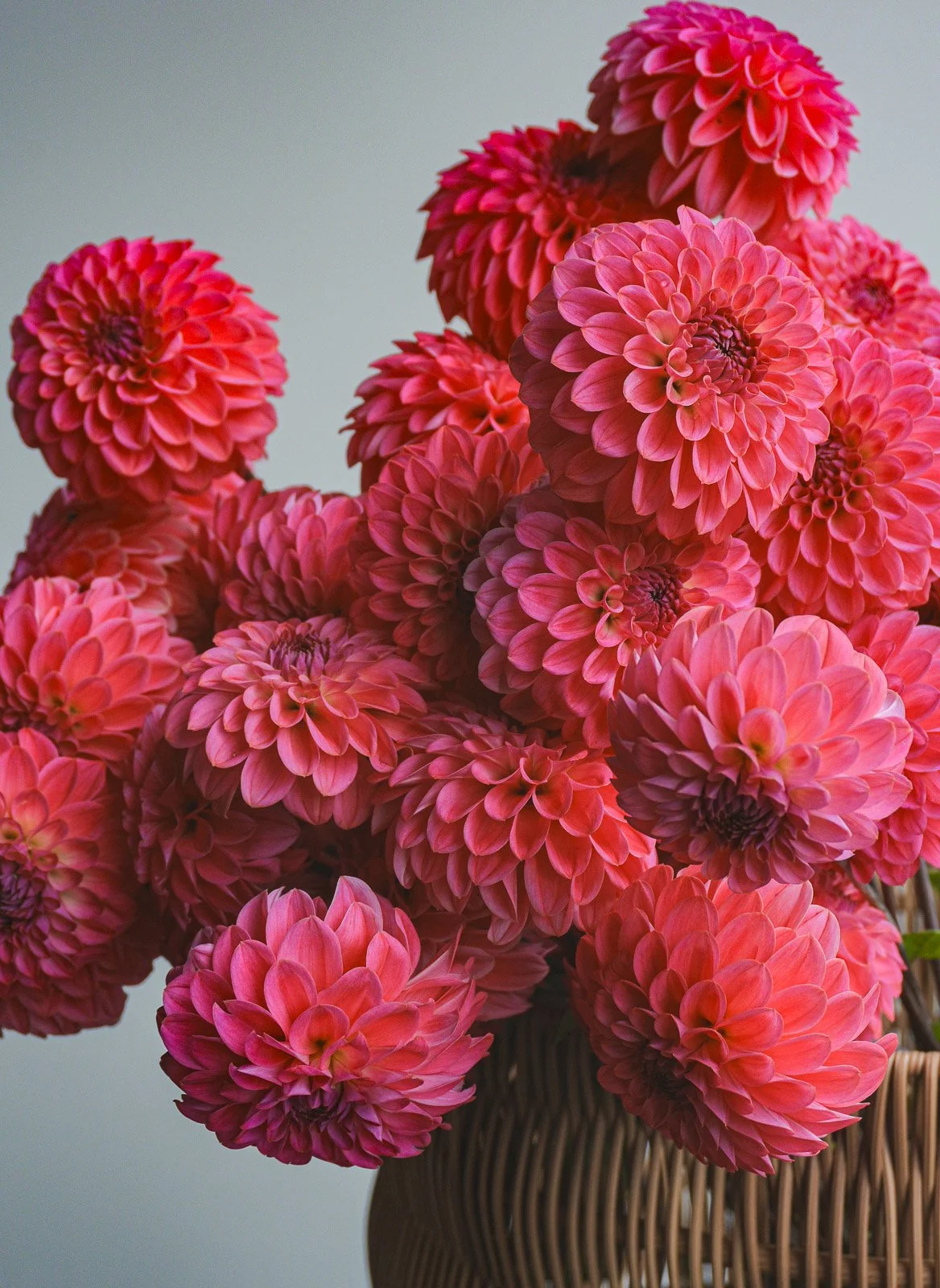 Florelie-Joy-Dahlia-Tuber-3.jpg