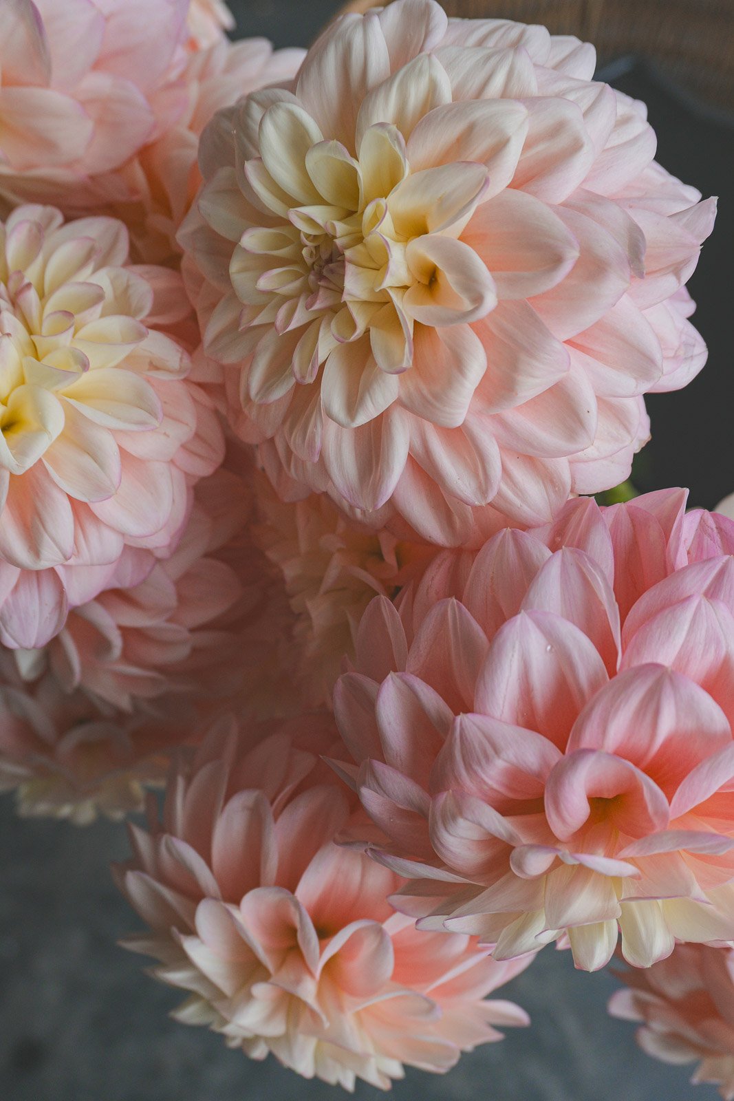 Florelie-Pirouette-dahlia-tuber-5.jpg