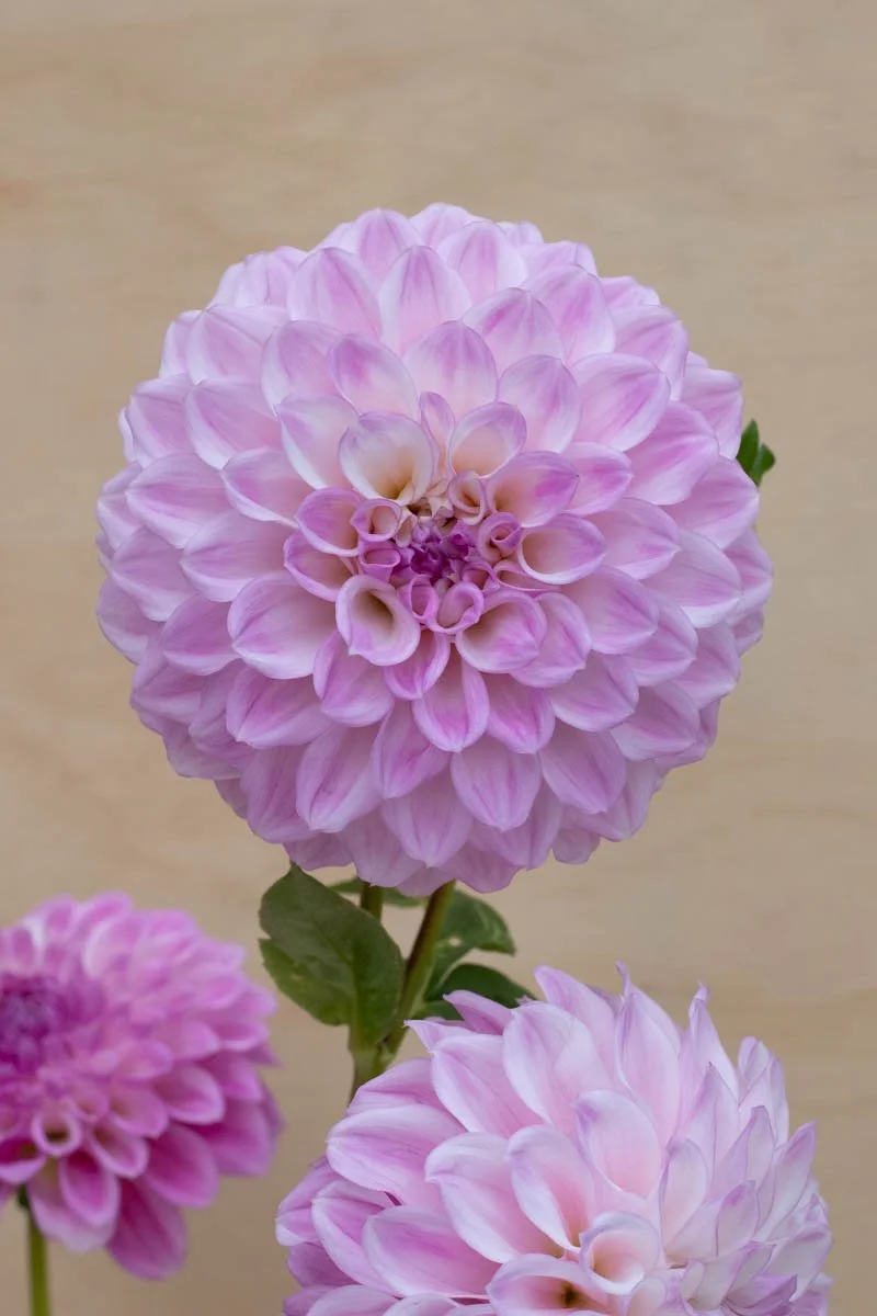 Coorabell Zoe-4.jpg