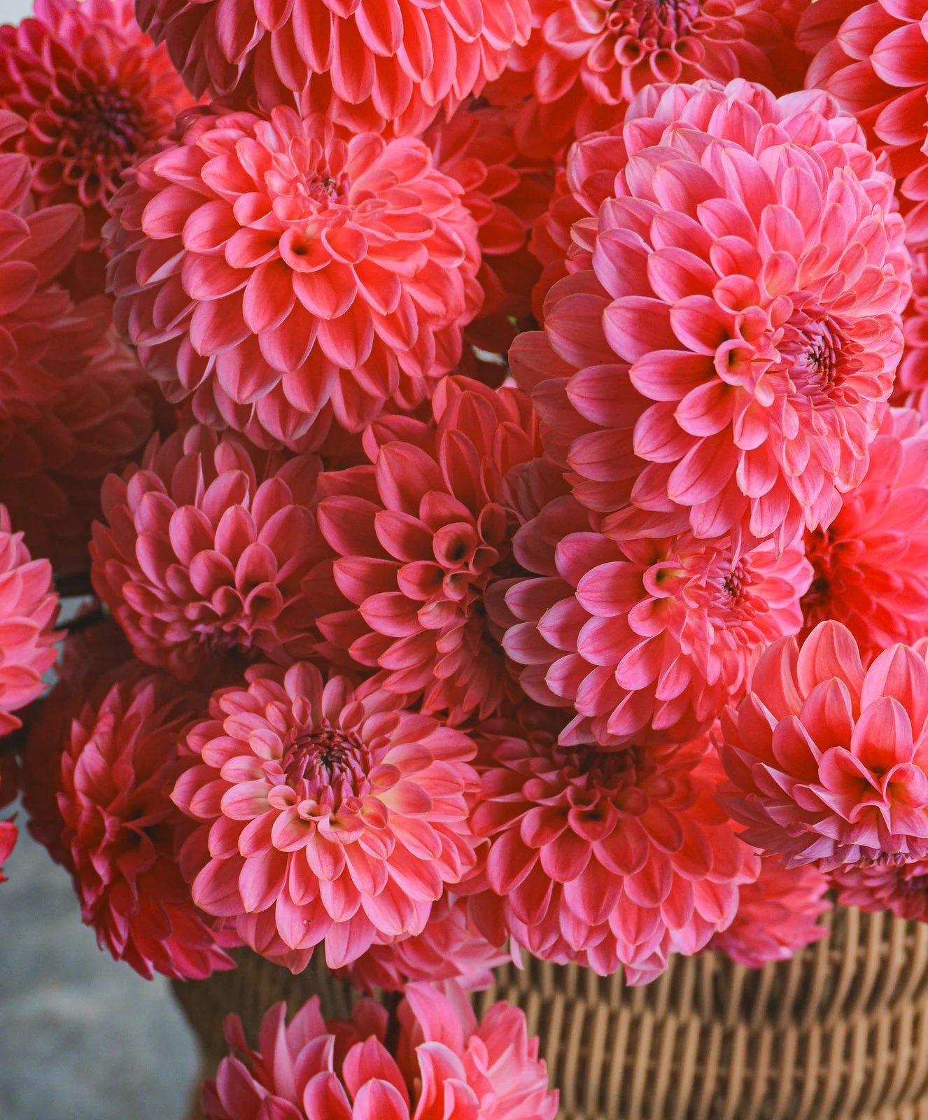 Florelie-Joy-Dahlia-Tuber.jpg