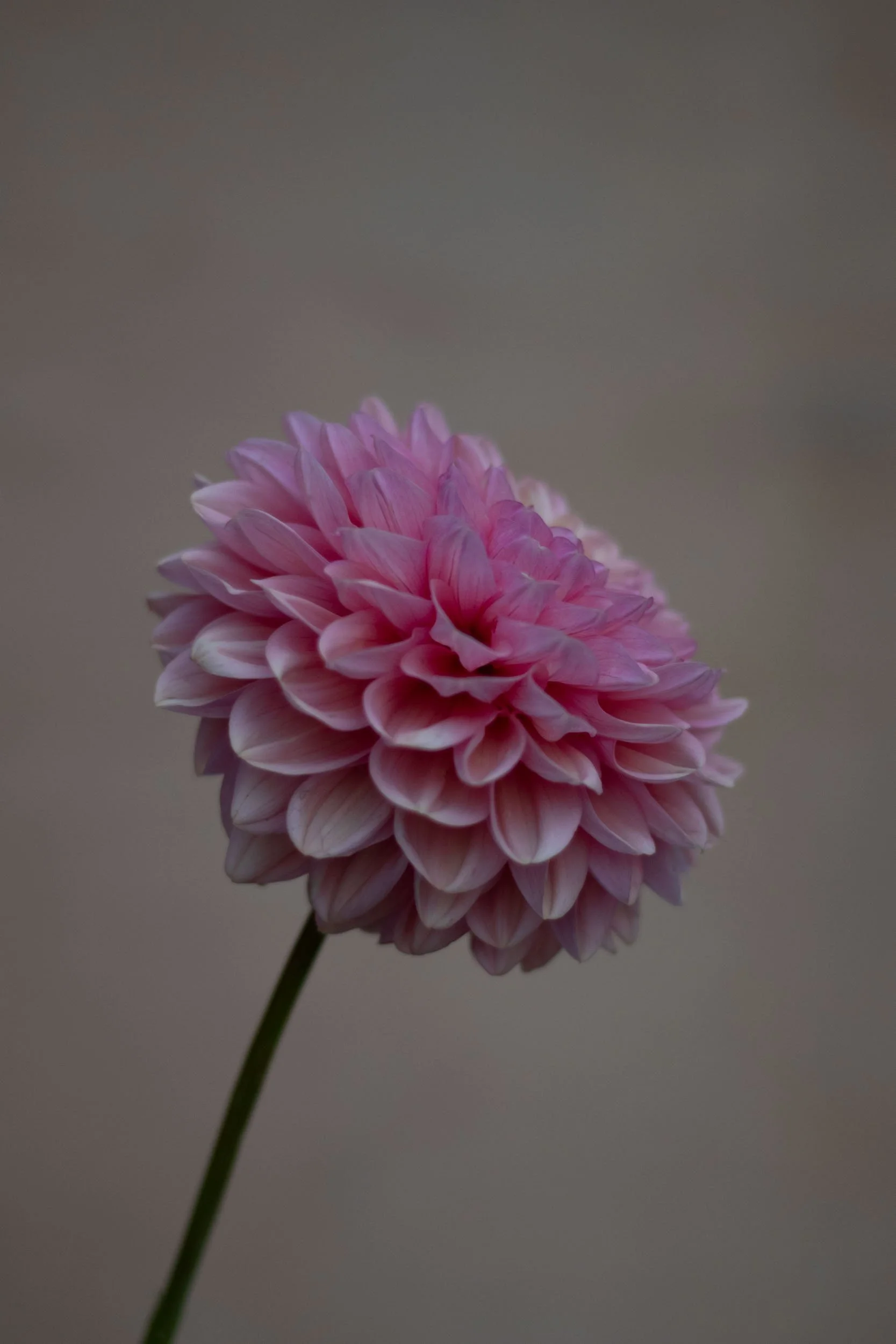 Florelie Kindness-4.jpg