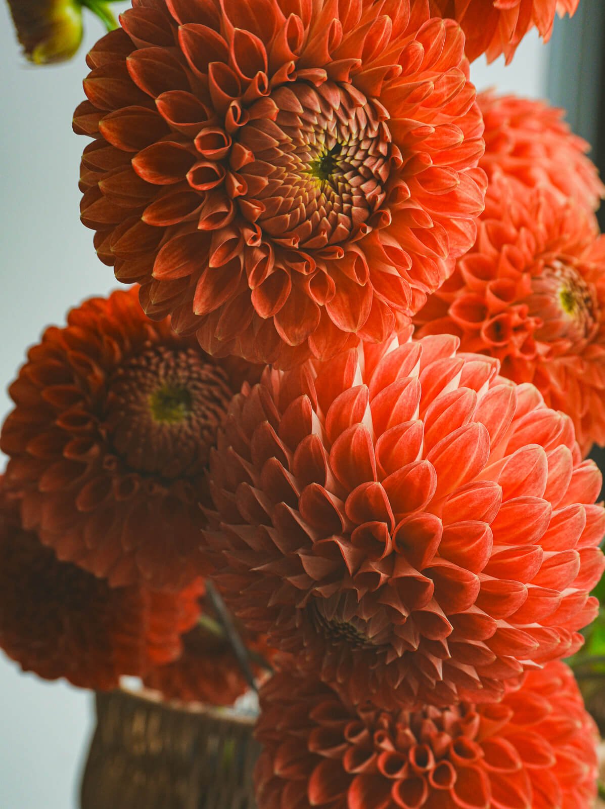 Christie-Merlot-Dahlia-Tuber-2.jpg