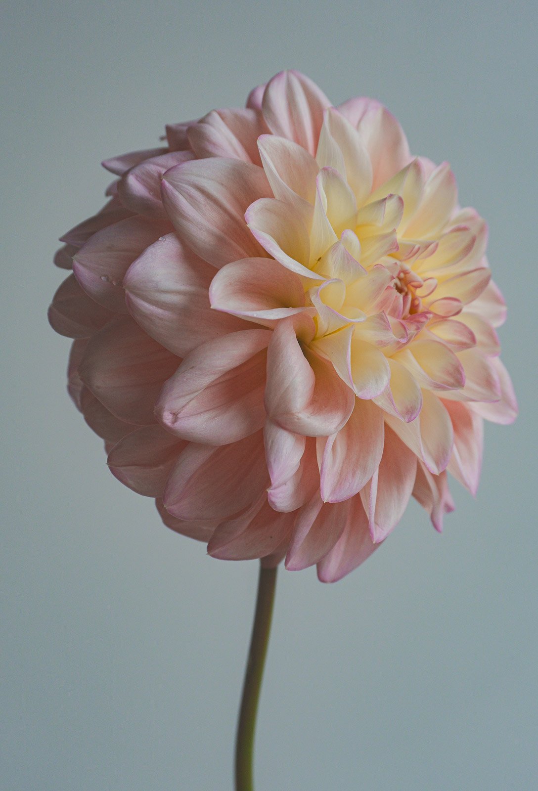 Florelie-Pirouette-dahlia-tuber-6.jpg