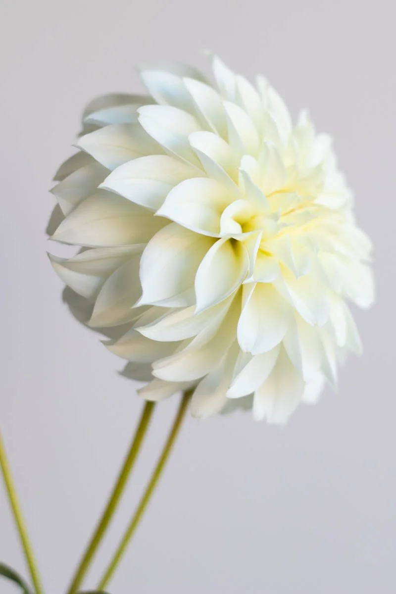 Stunning creamy white Florelie Whipped Cream dahlia in full bloom on our canberra flower farm. Available as dahlia tubers in our annual sale.