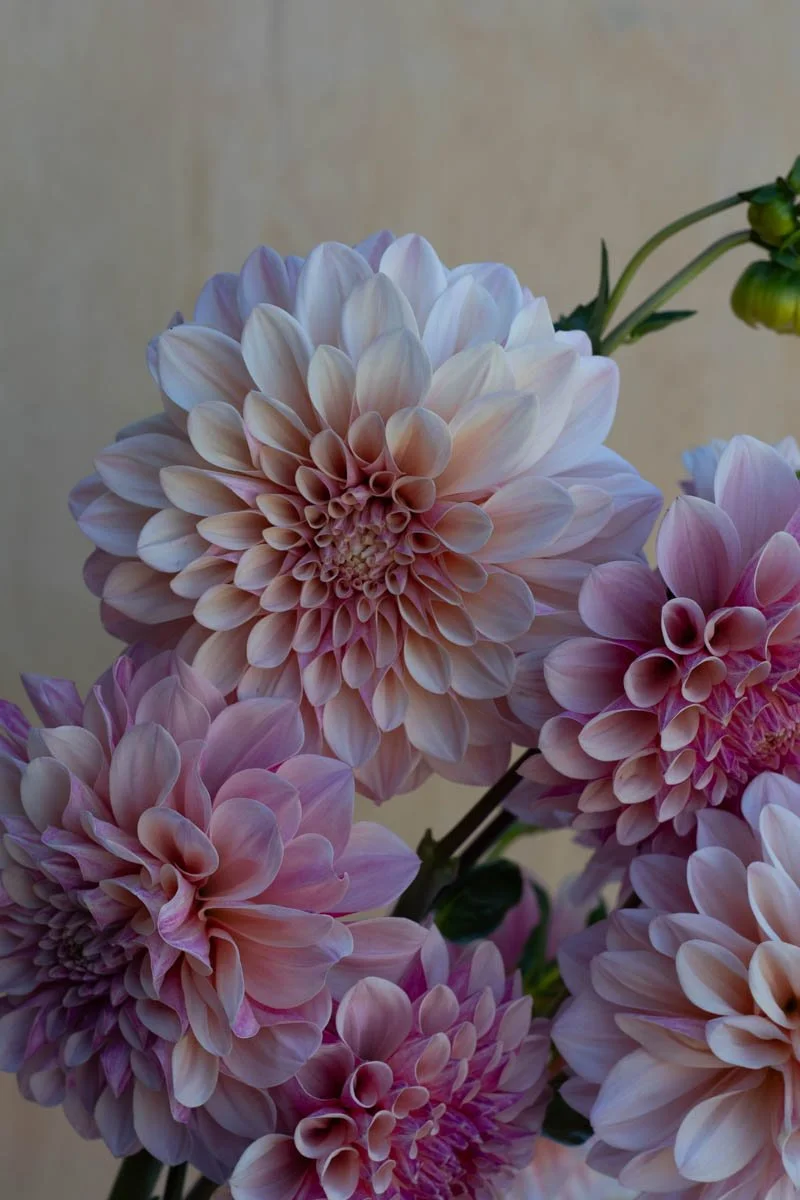 Florelie Antique-1.jpg