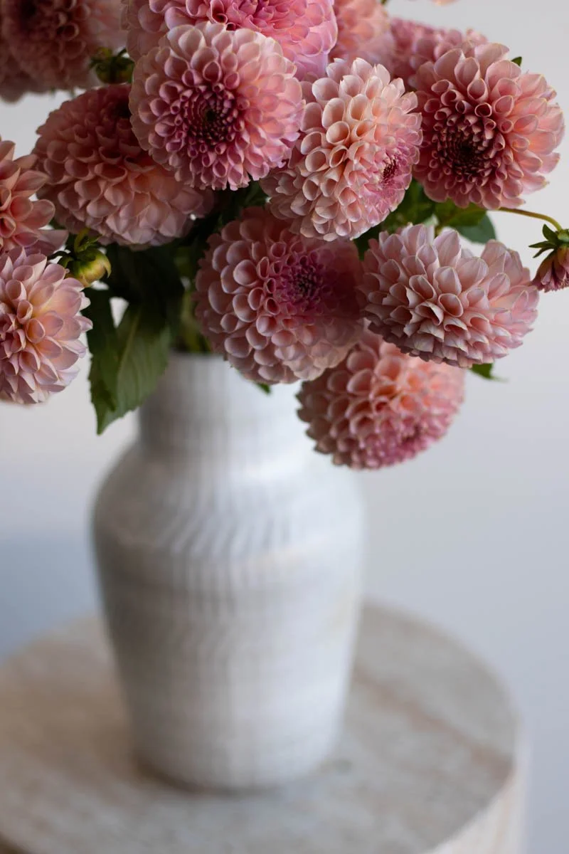 Peachy blush Salmon Joy dahlia in full bloom on our Canberra flower farm. Available as dahlia tubers in our annual sale. Shipping Australia-wide.