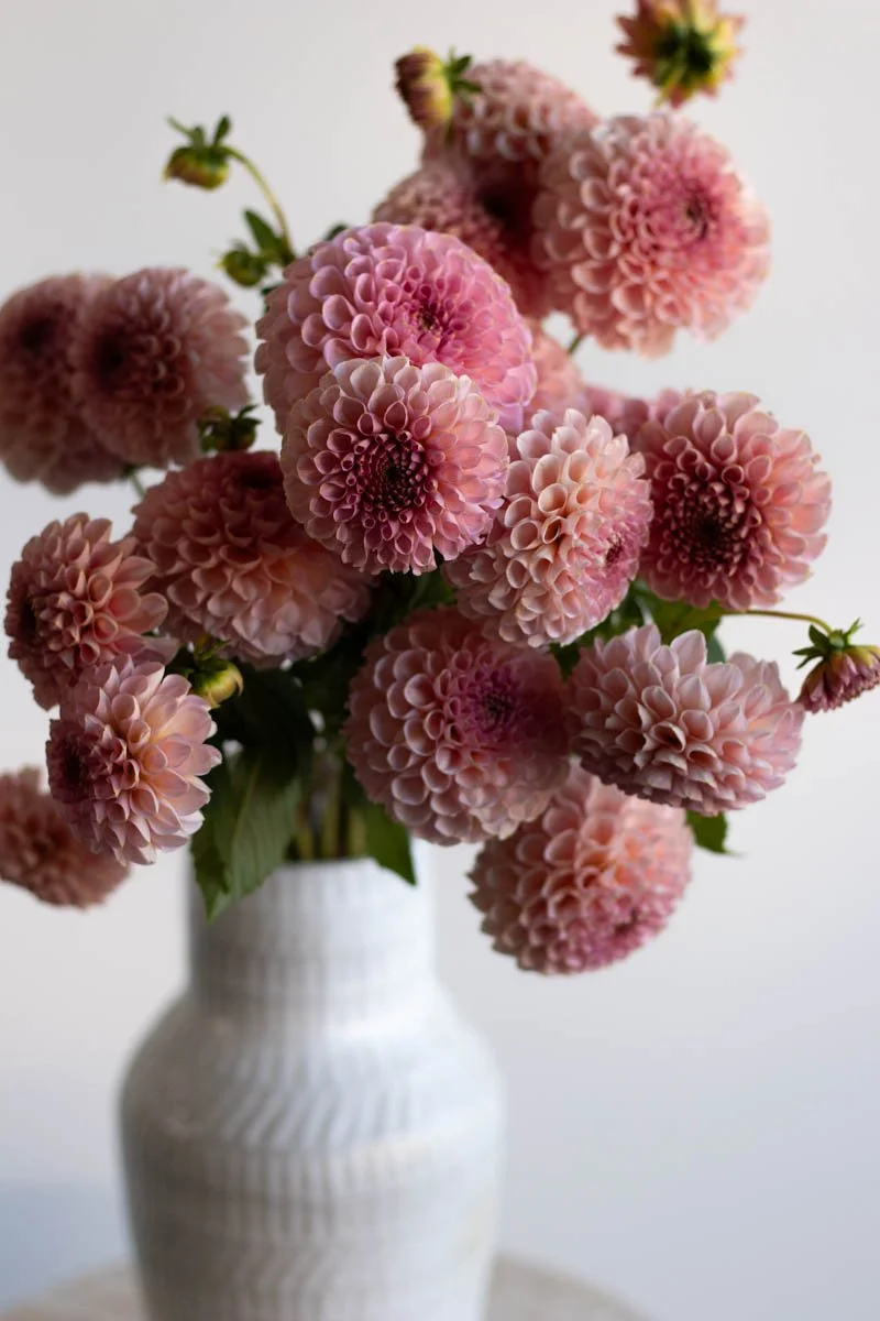 Salmon Joy-3.jpg