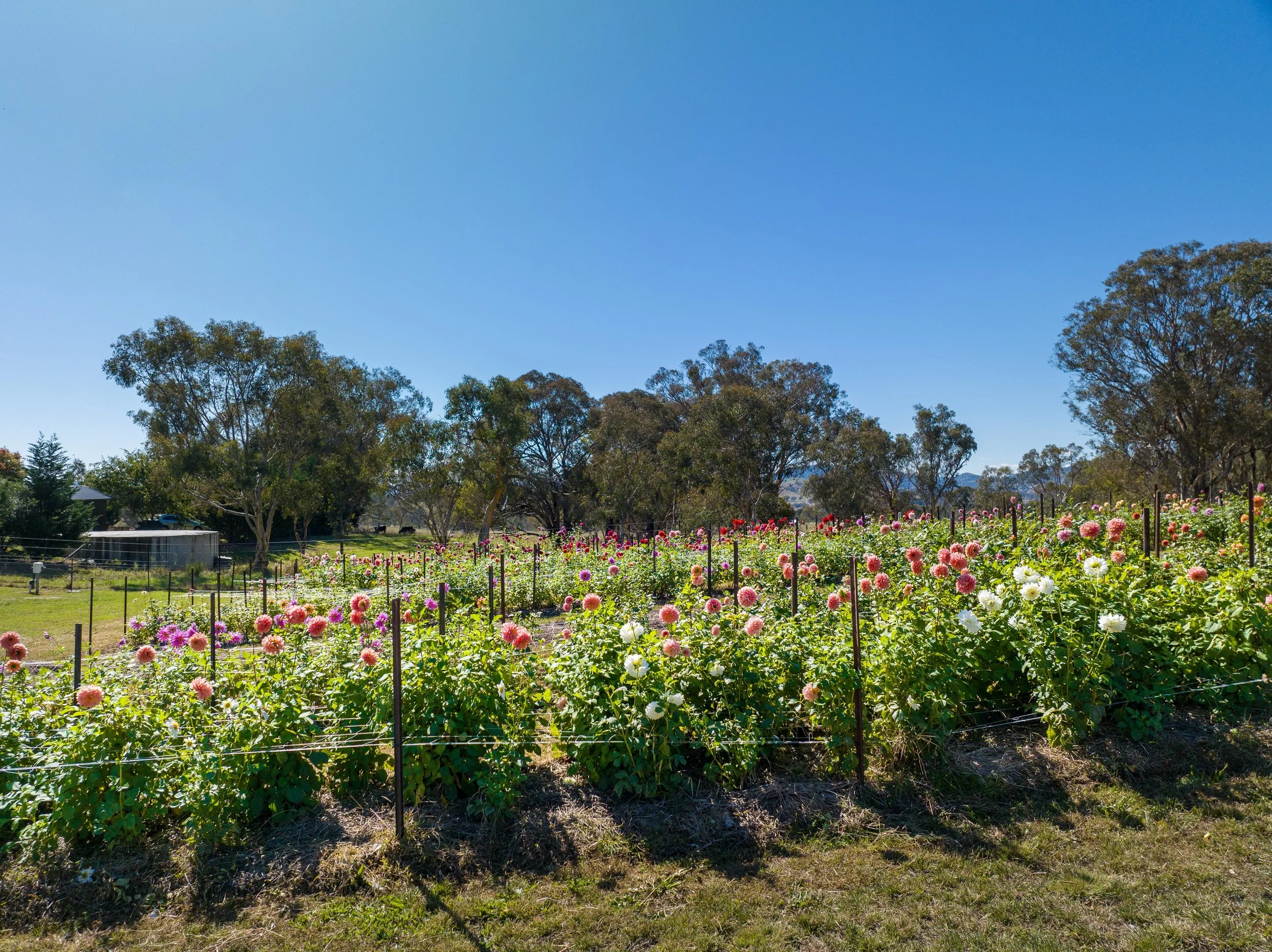 Field of blooming dahlias with various colors, surrounded by green landscape and trees under a clear blue sky.