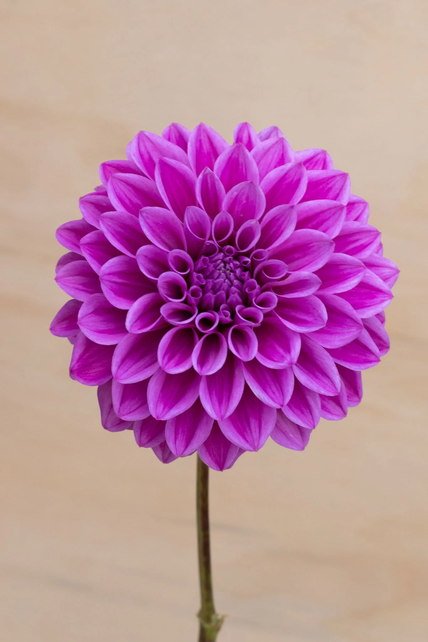 Florelie Jeanette - Single.jpg
