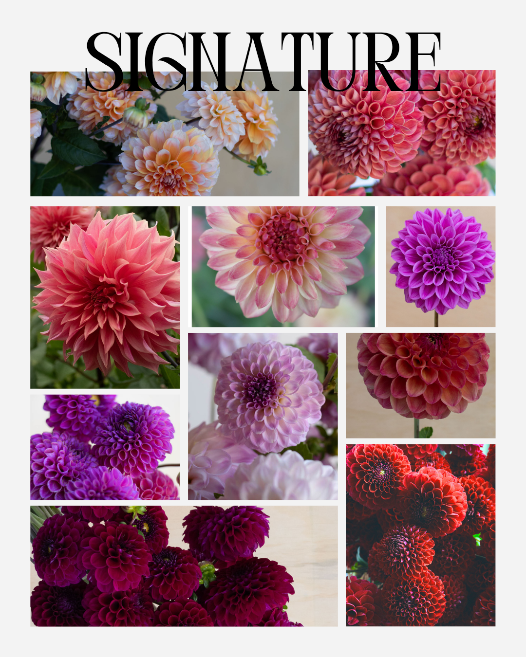 The Signature Collection (10 x dahlia tubers)