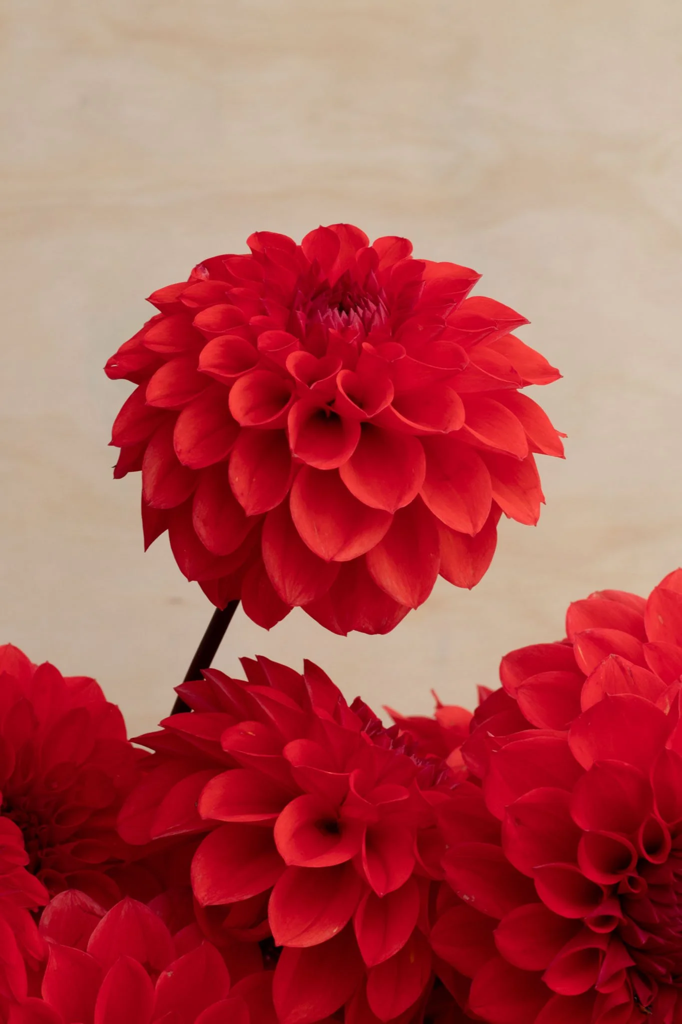 Southern Ombre - Group 1.jpg