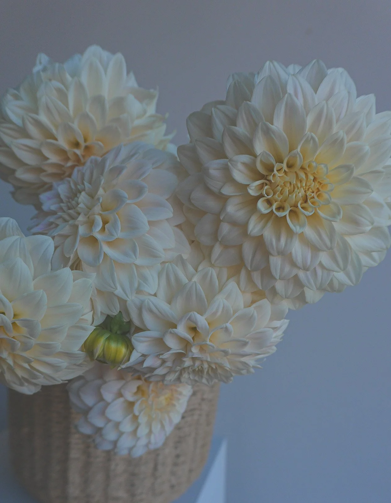 Coconut-ice-dahlia-tuber-4.jpg