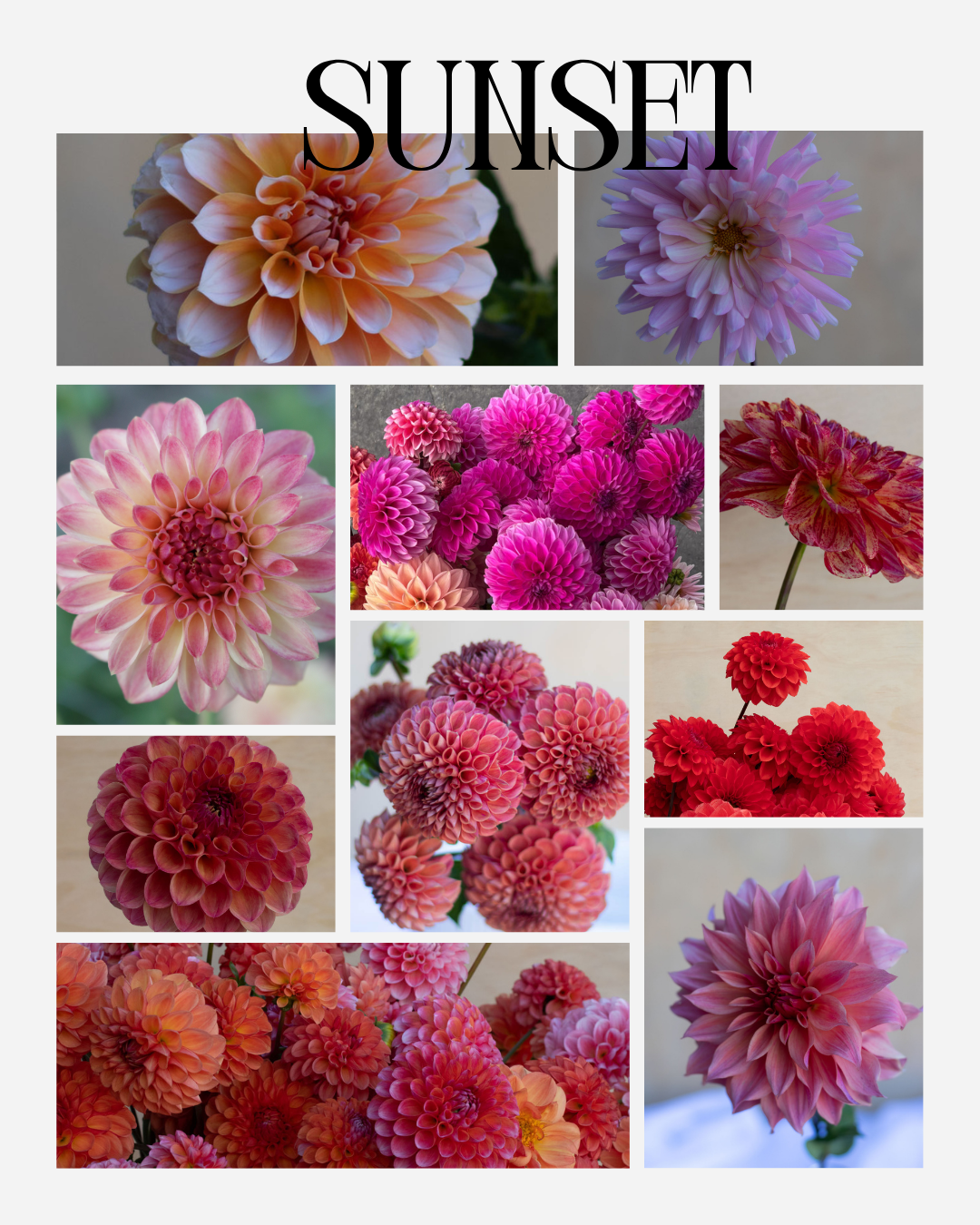 Sunset Collection.png