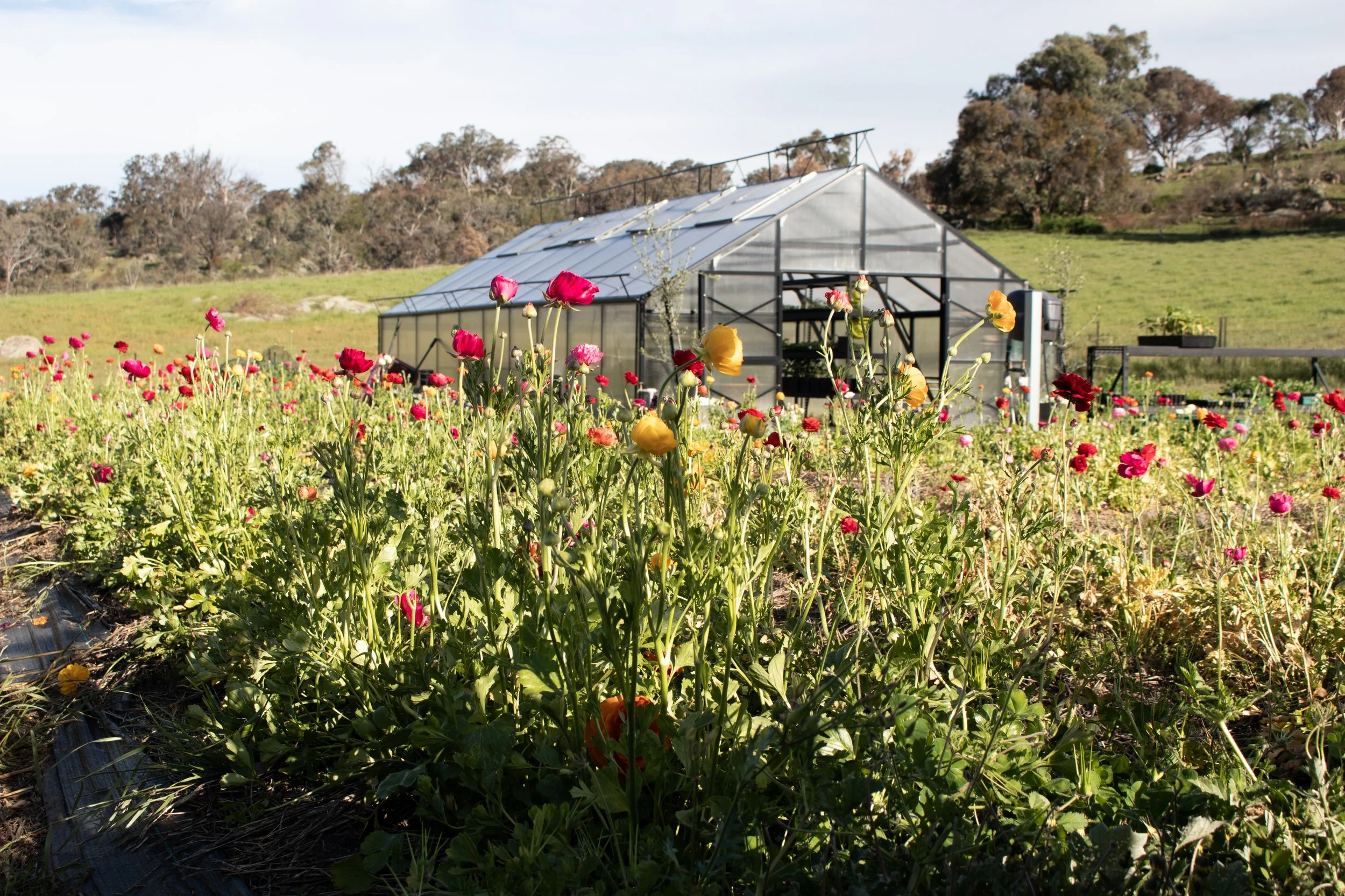 A garden with blooming flowers in front of a greenhouse on a sunny day.