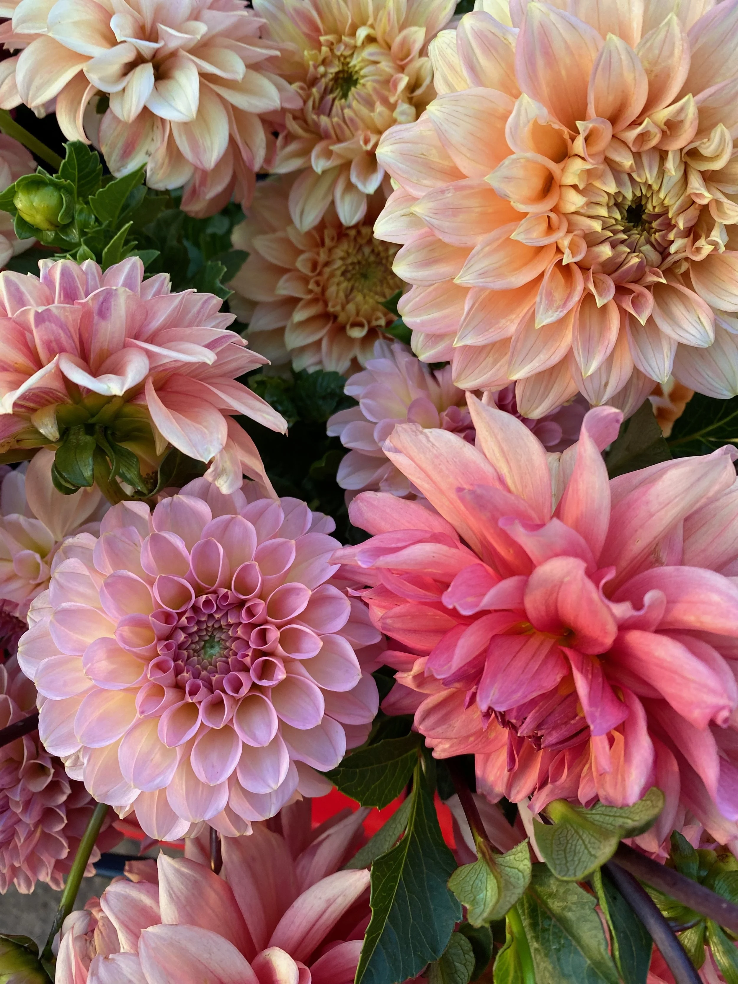 Twyllo-flower-farm-mixed-dahlia-pastels.jpeg (Copy)