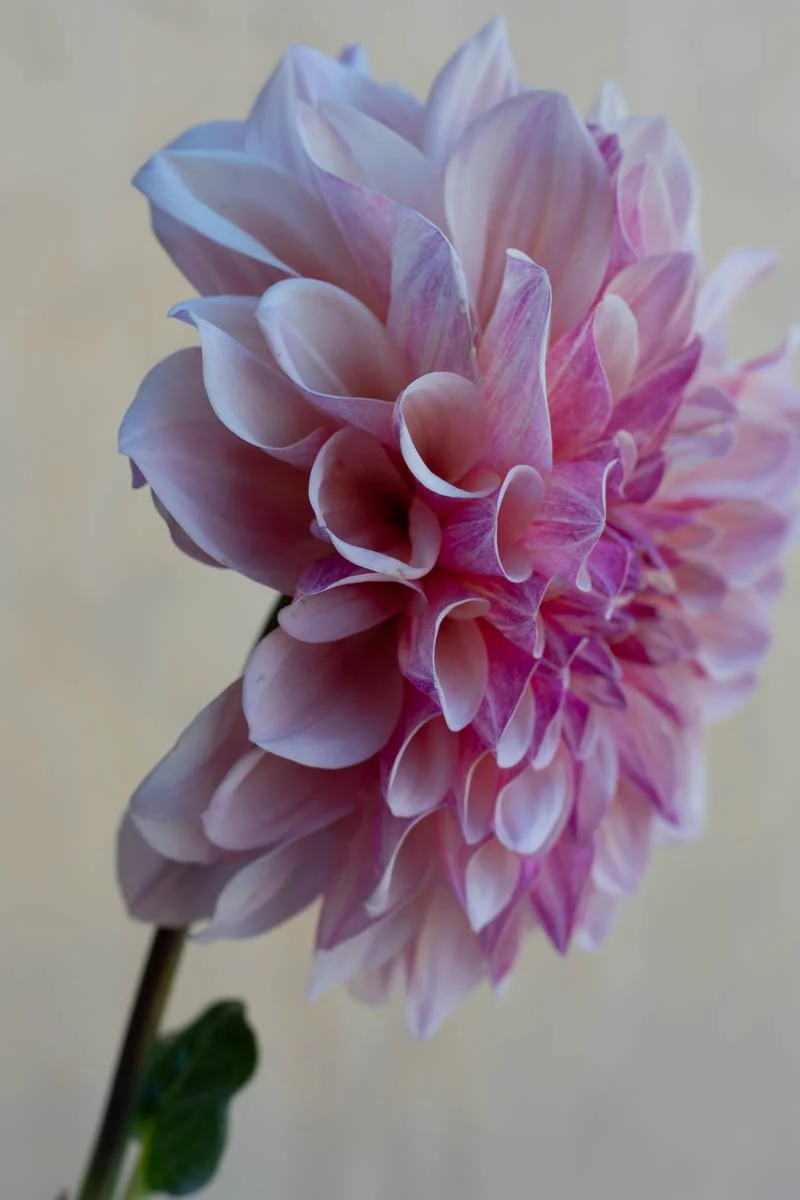 Florelie Antique-2.jpg