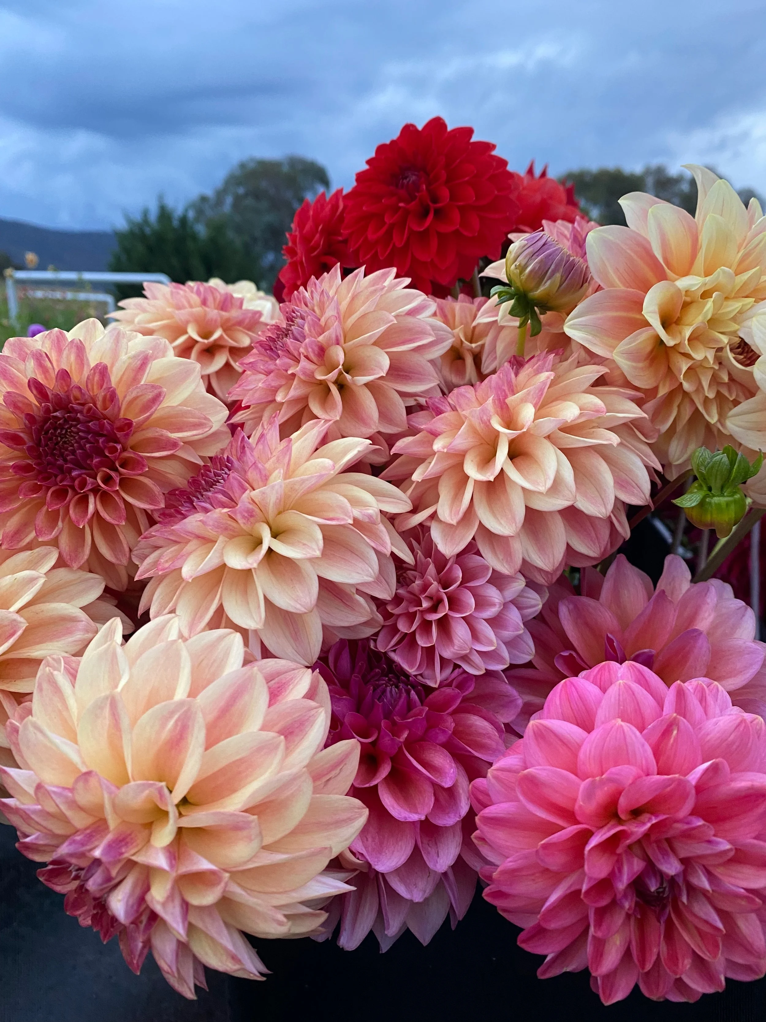 Twyllo-flower-farm-mixed-dahlia-harvest.jpeg (Copy)
