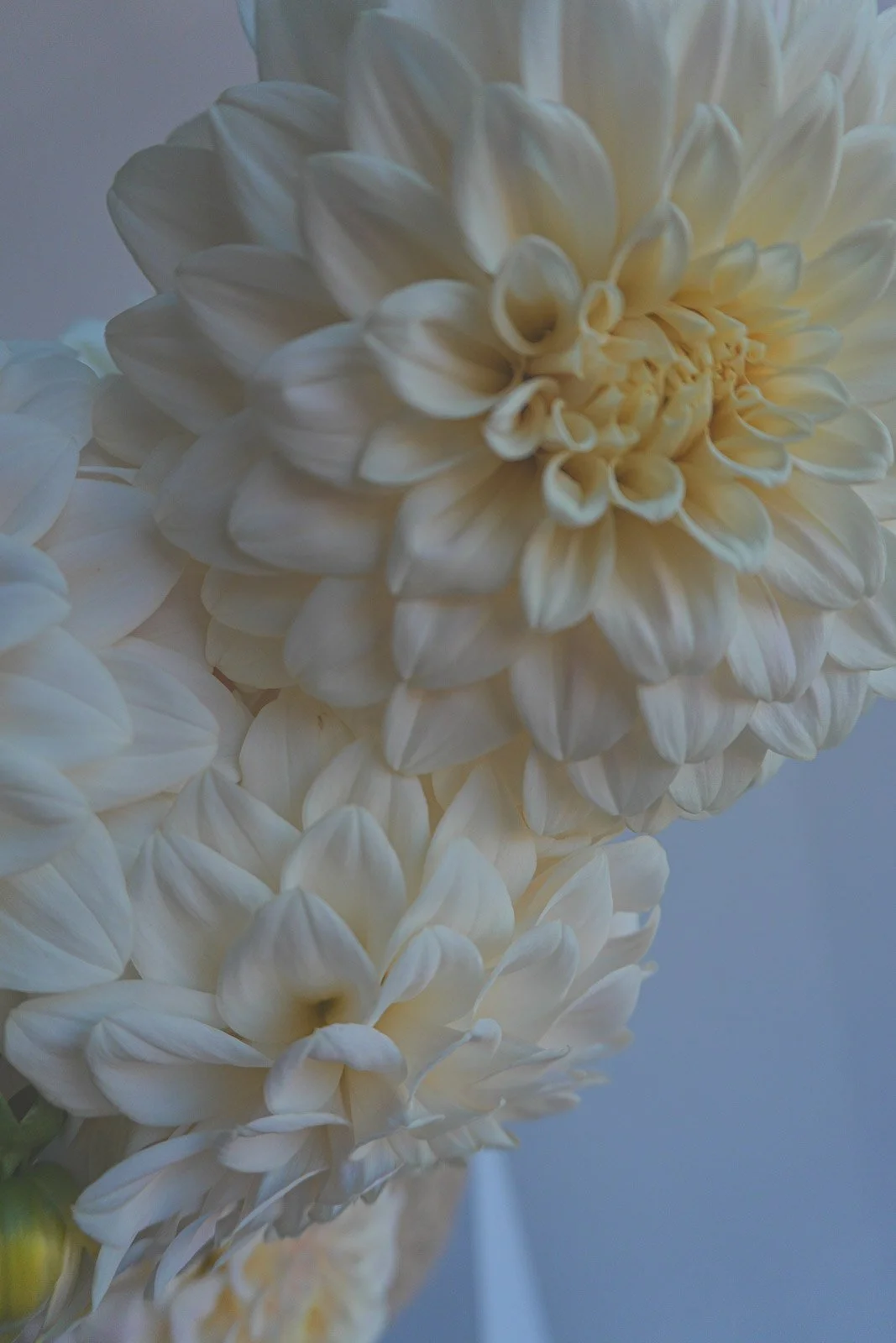 Coconut-ice-dahlia-tuber-3.jpg