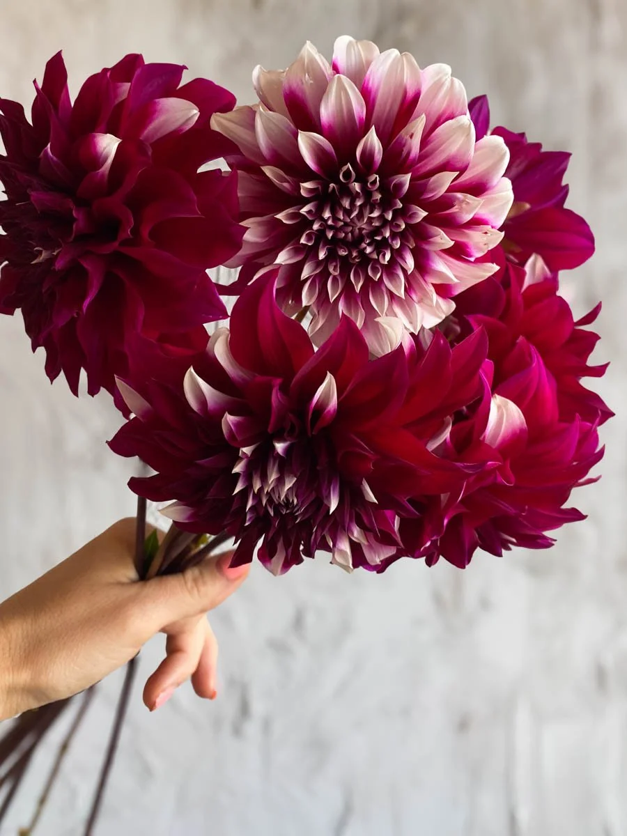 Burgundy and white Helena dahlia in full bloom on our canberra flower farm. Available as dahlia tubers in our annual sale.