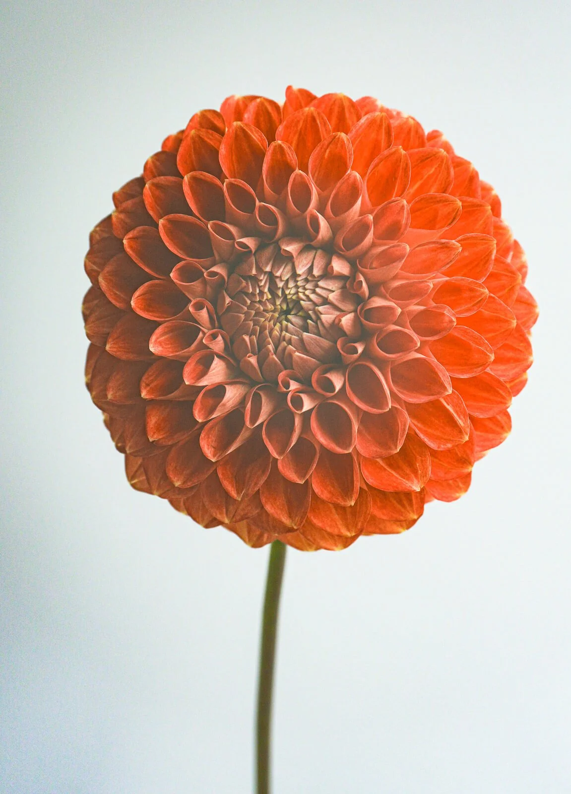 Christie-Merlot-Dahlia-Tuber-3.jpg